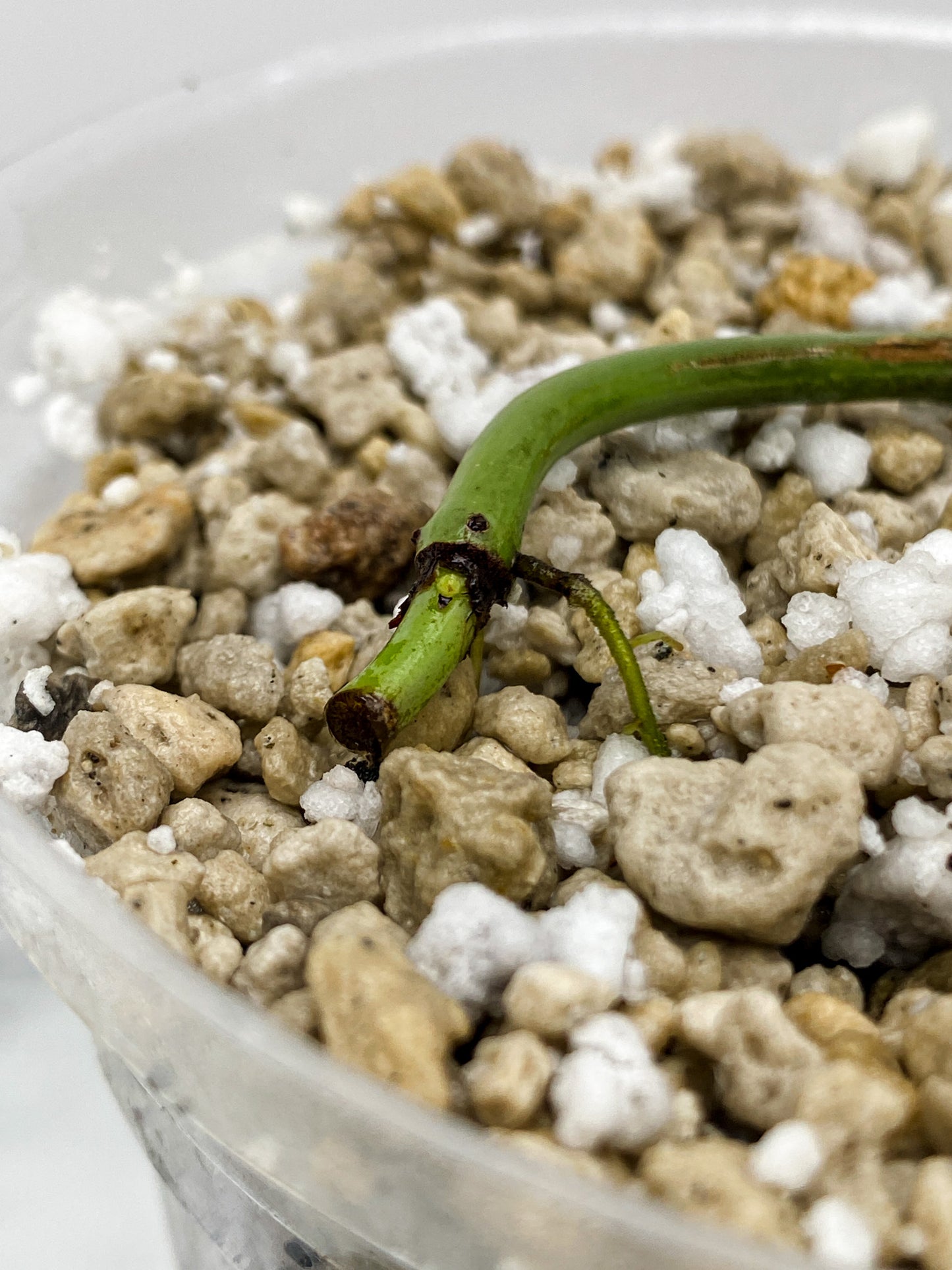 Philodendron Melanochrysum Variegated node