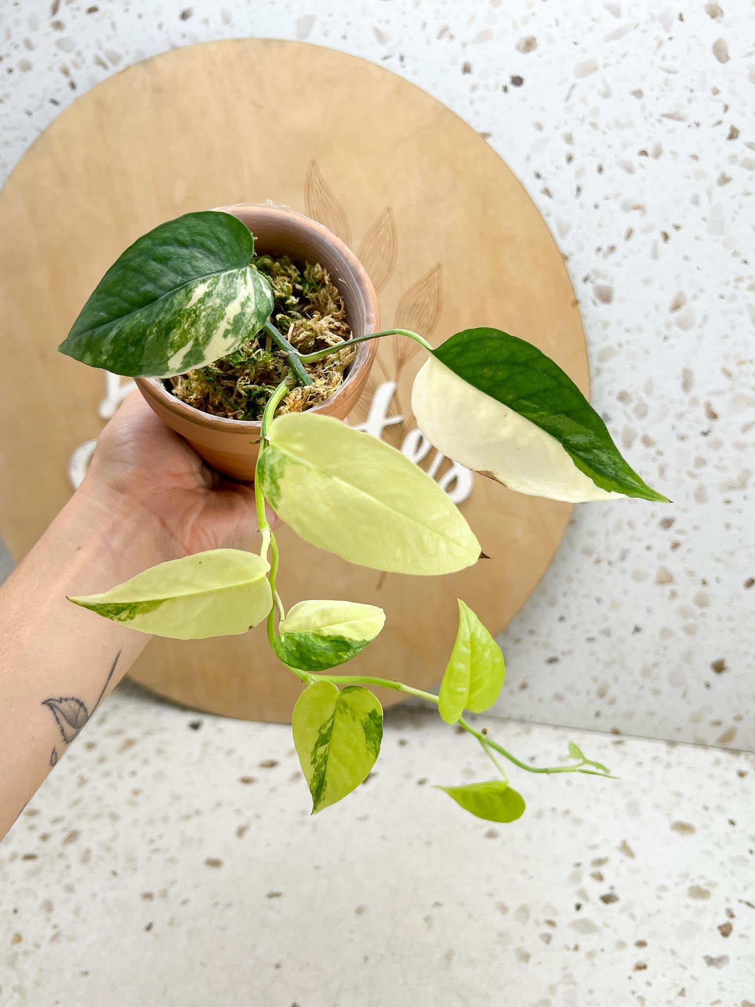 Epipremnum Cebu Blue Variegated Multiple Leaves multiple Nodes Highly Variegated