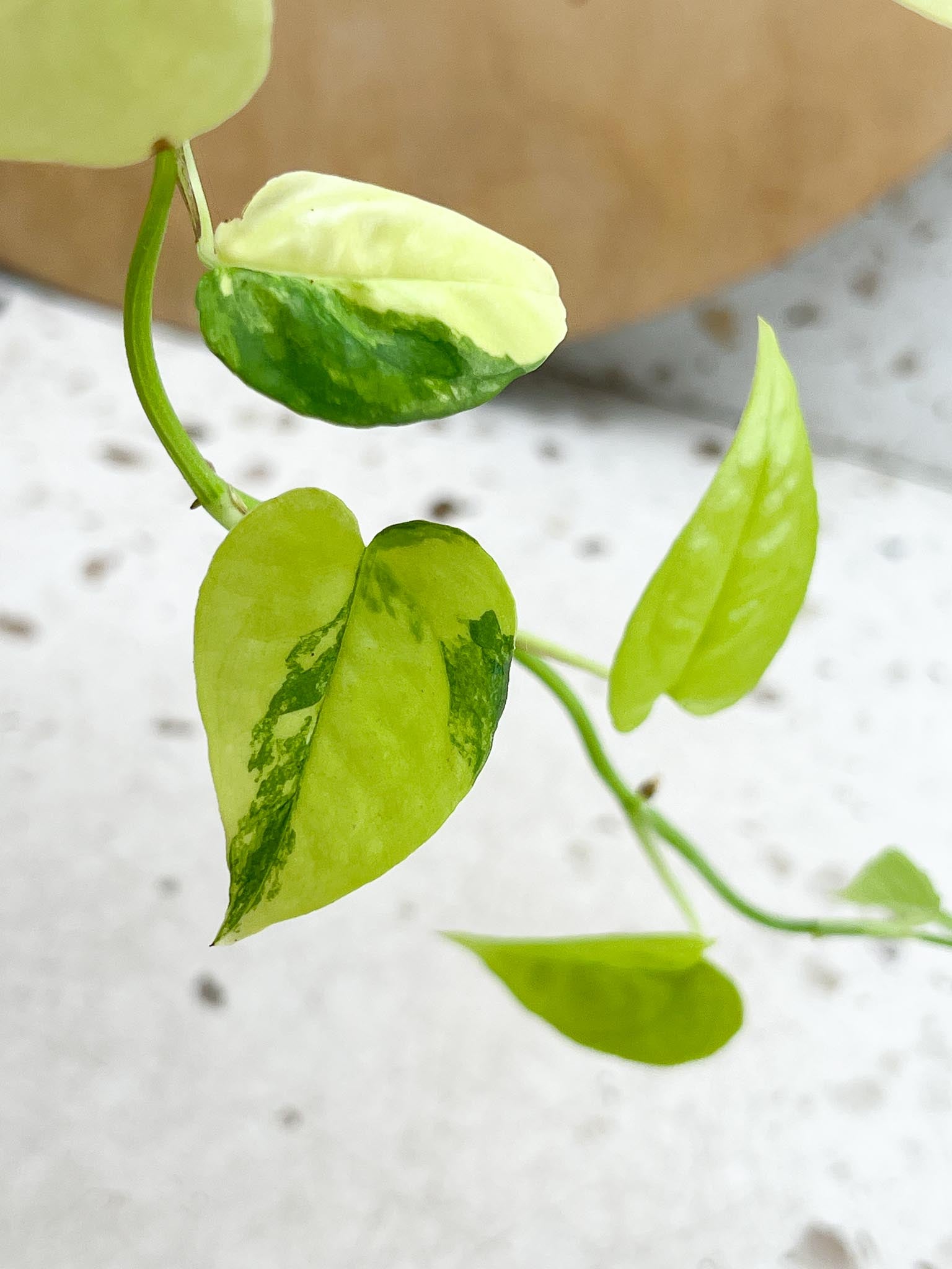 Epipremnum Cebu Blue Variegated Multiple Leaves multiple Nodes Highly Variegated