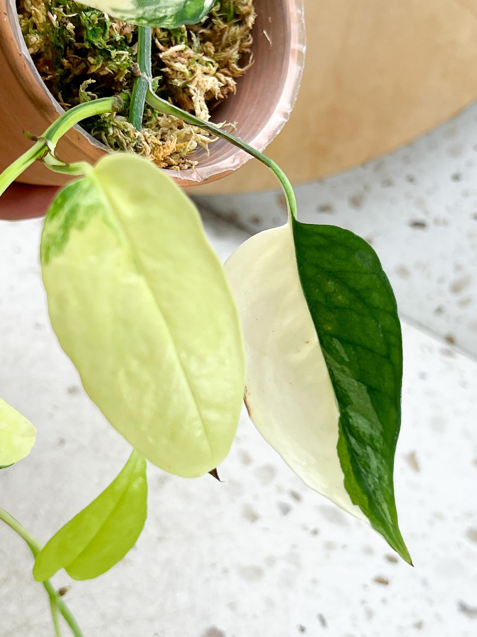 Epipremnum Cebu Blue Variegated Multiple Leaves multiple Nodes Highly Variegated