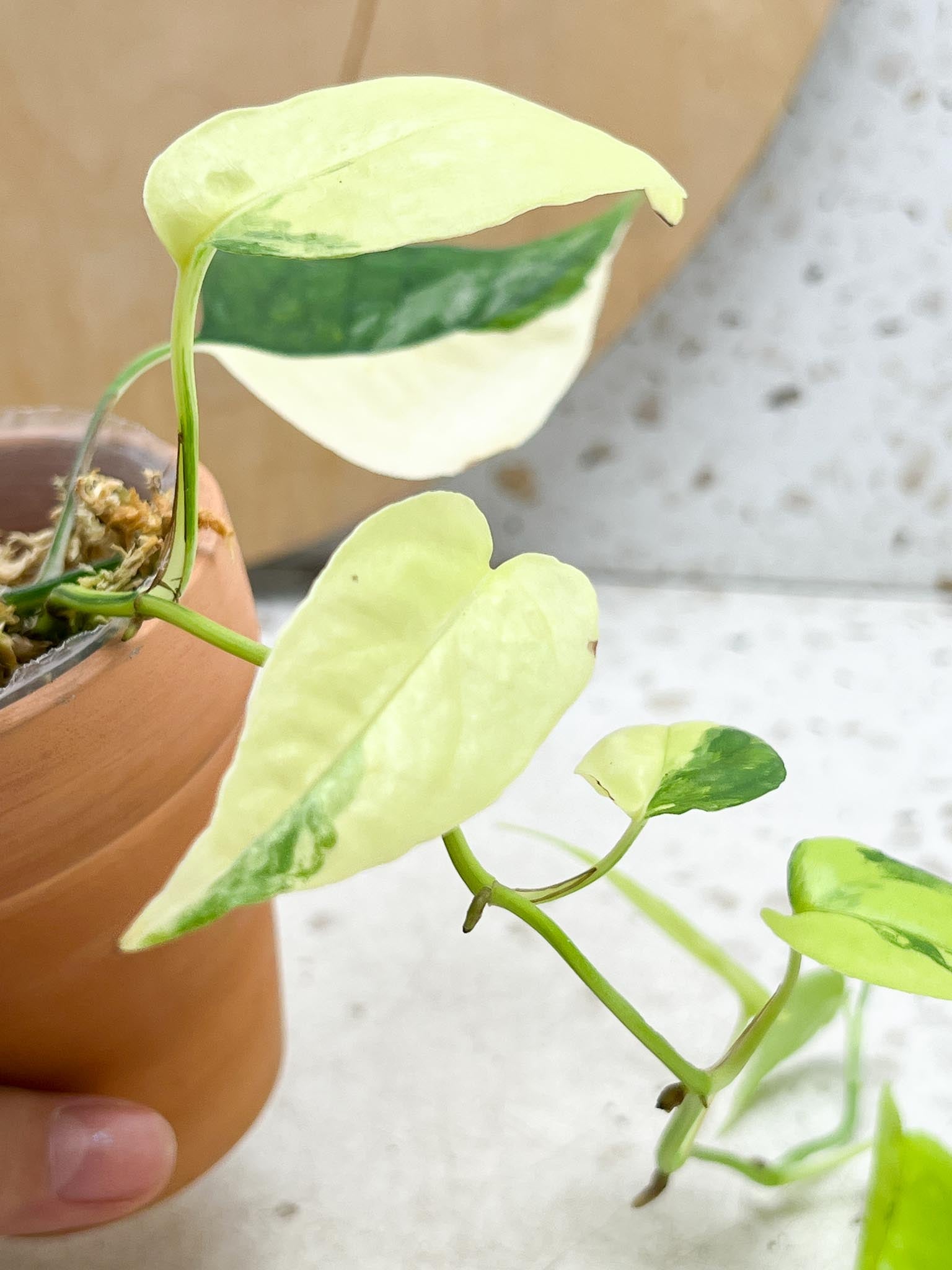 Epipremnum Cebu Blue Variegated Multiple Leaves multiple Nodes Highly Variegated