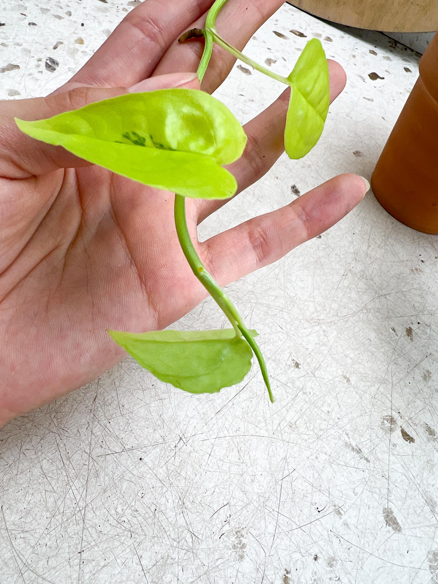 Epipremnum Cebu Blue Variegated Multiple Leaves multiple Nodes Highly Variegated