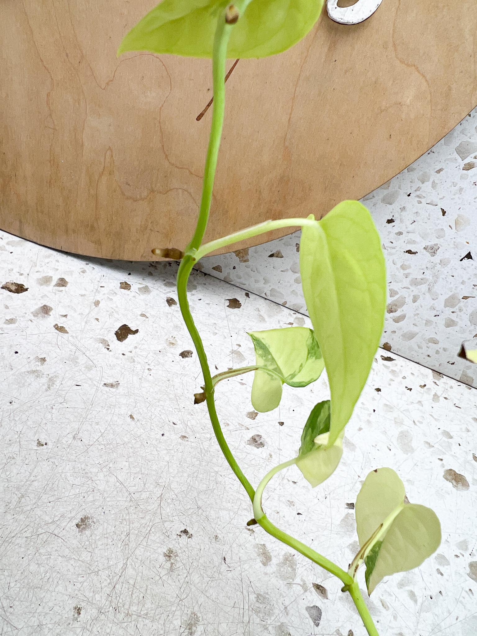 Epipremnum Cebu Blue Variegated Multiple Leaves multiple Nodes Highly Variegated