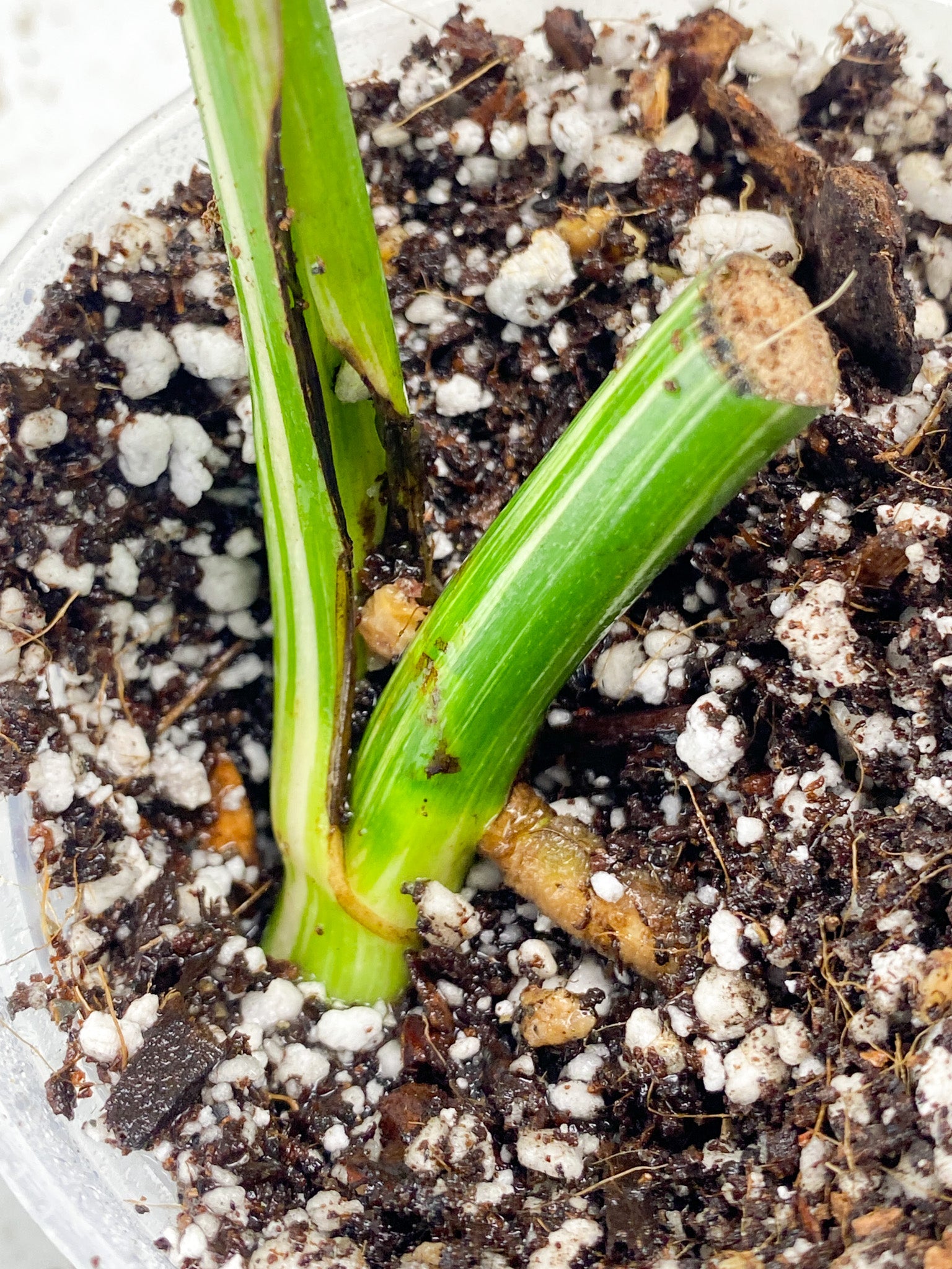 Monstera Albo White Tiger 1 leaf