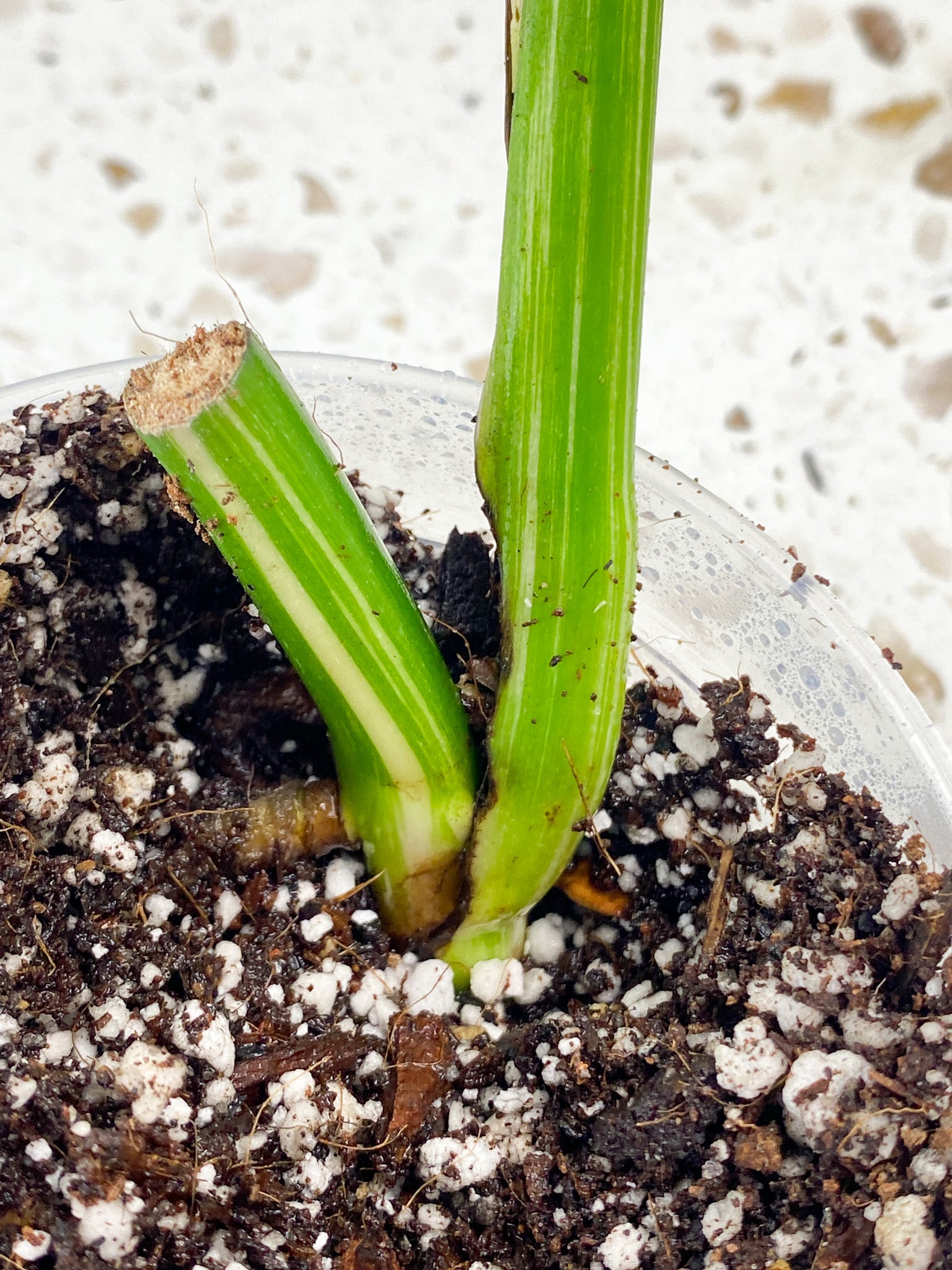 Monstera Albo White Tiger 1 leaf