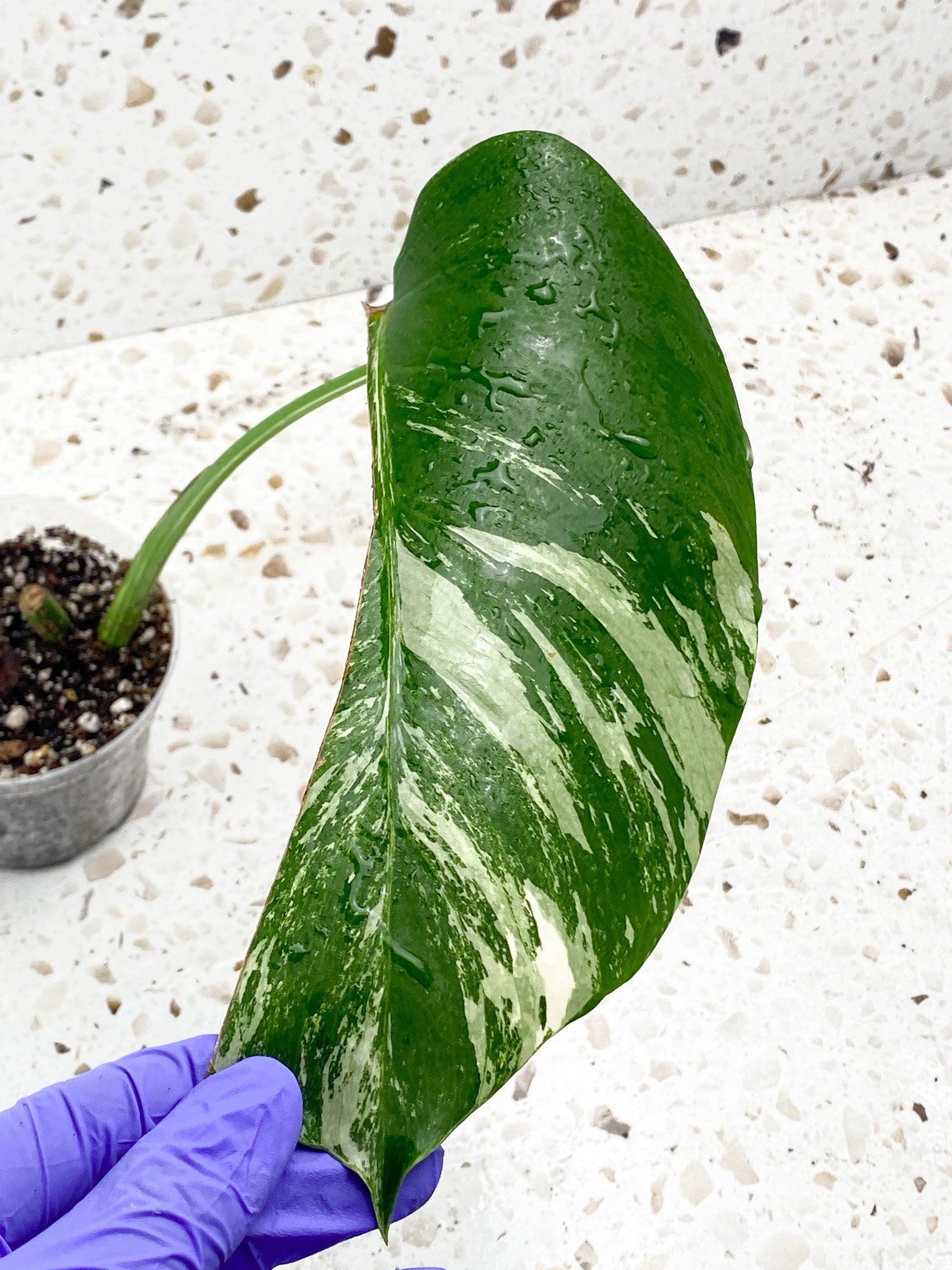 Monstera Albo White Tiger 1 leaf