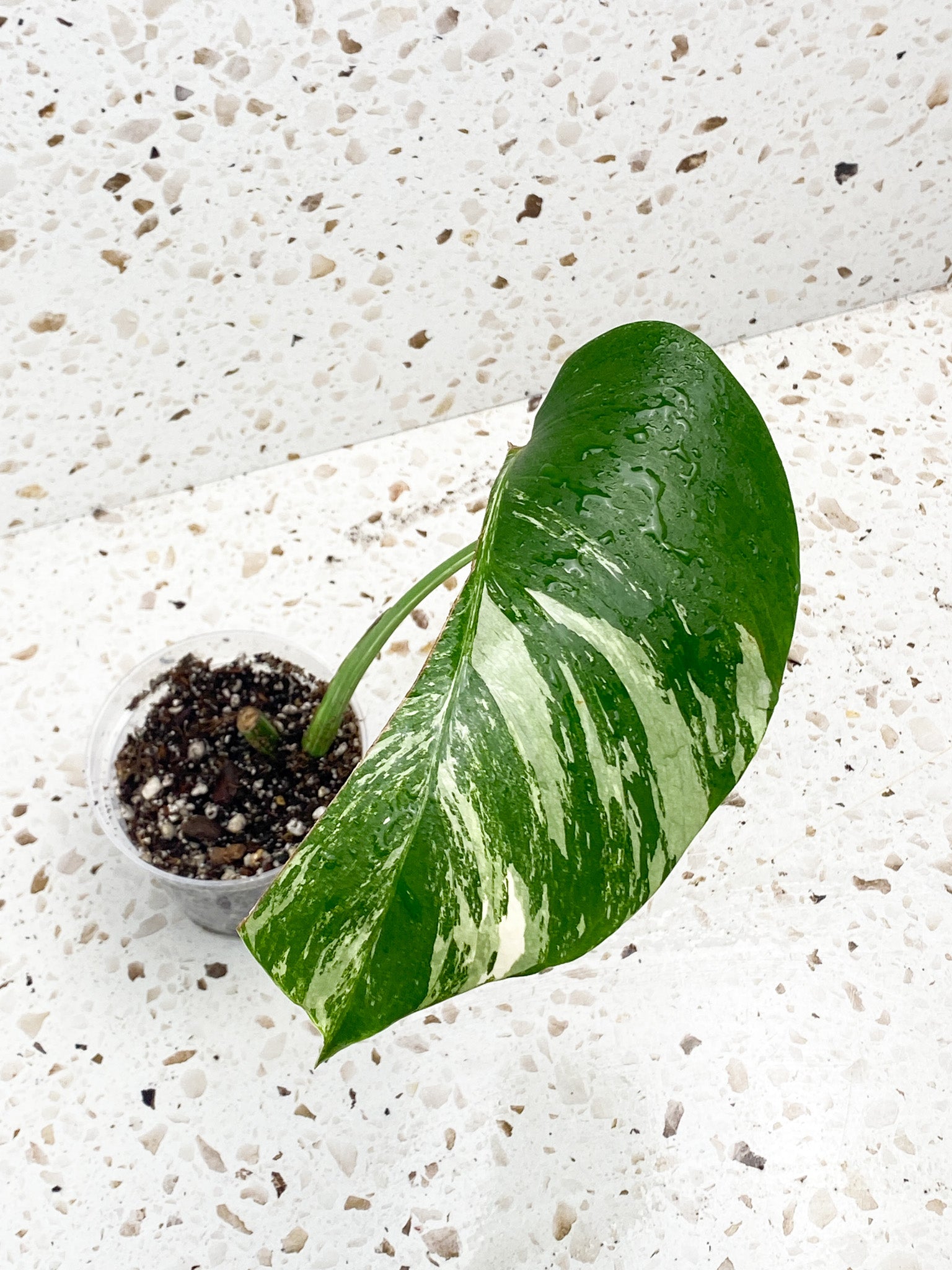 Monstera Albo White Tiger 1 leaf