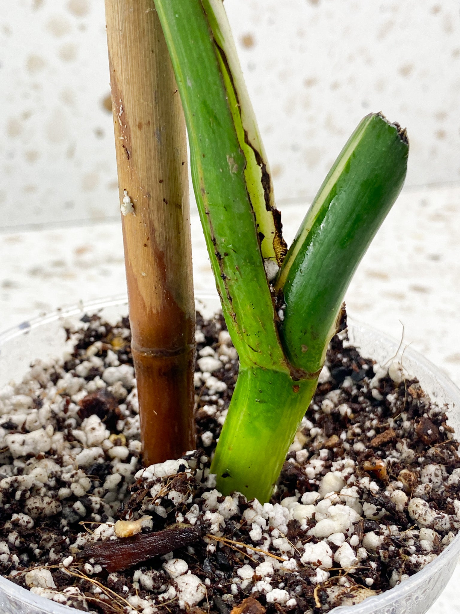 Monstera Albo White Tiger 1 leaf 1 growth point