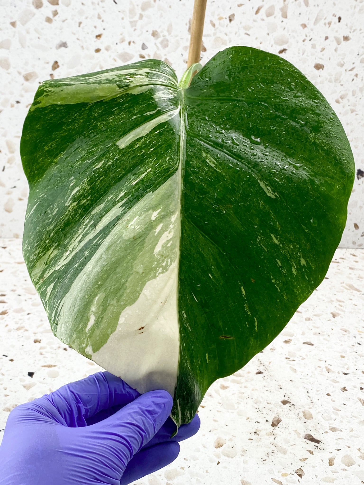 Monstera Albo White Tiger 1 leaf 1 growth point