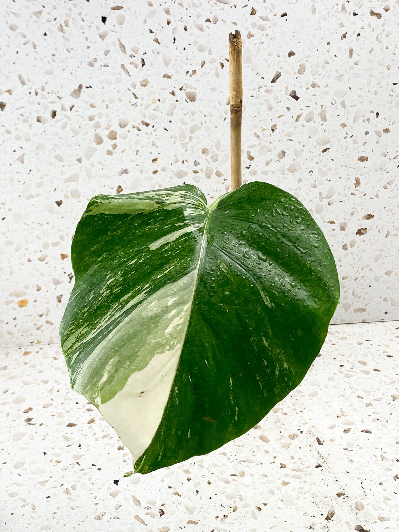 Monstera Albo White Tiger 1 leaf 1 growth point