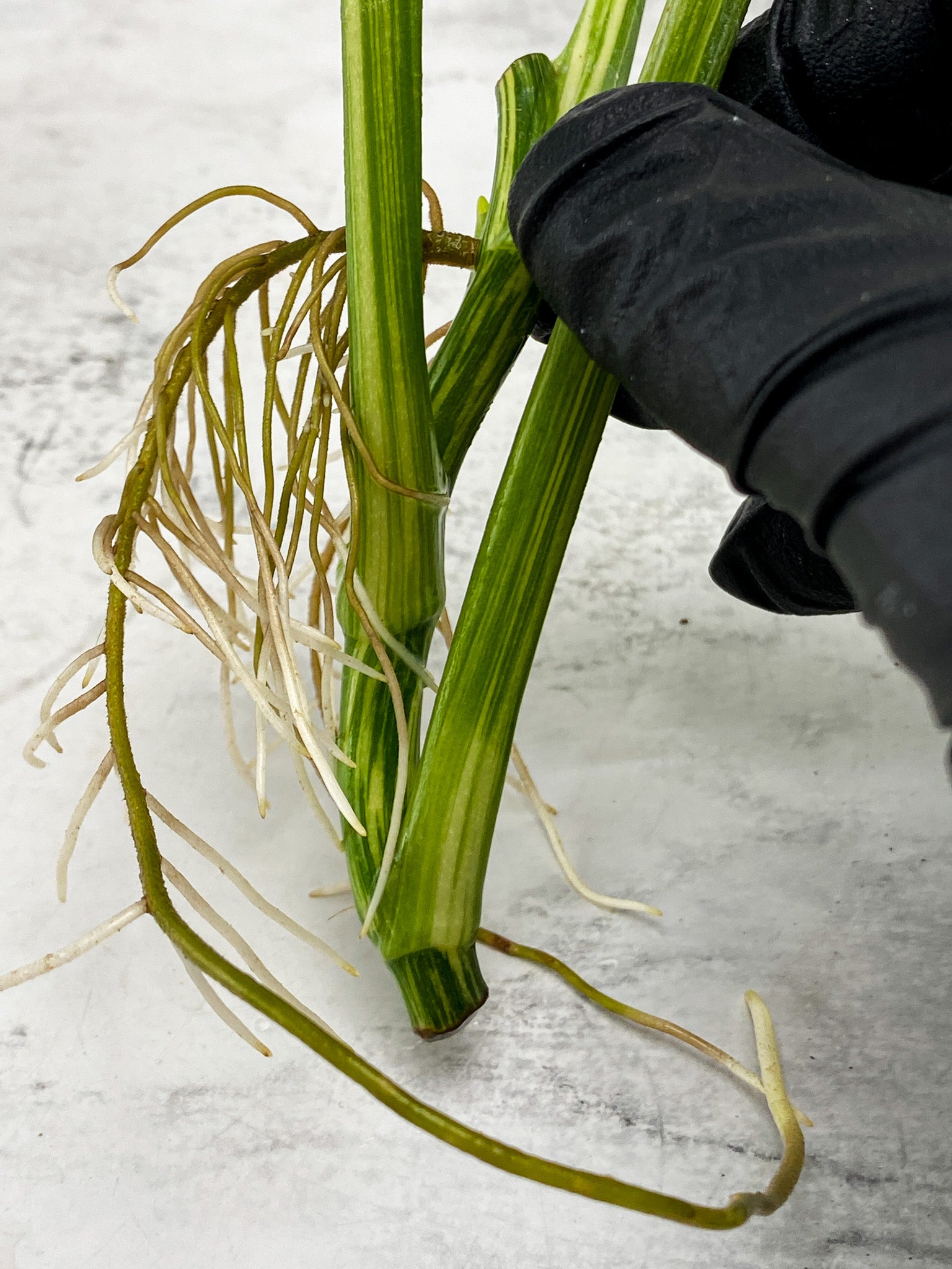 Monstera Lechleriana Variegated 3 leaves 1 sprout