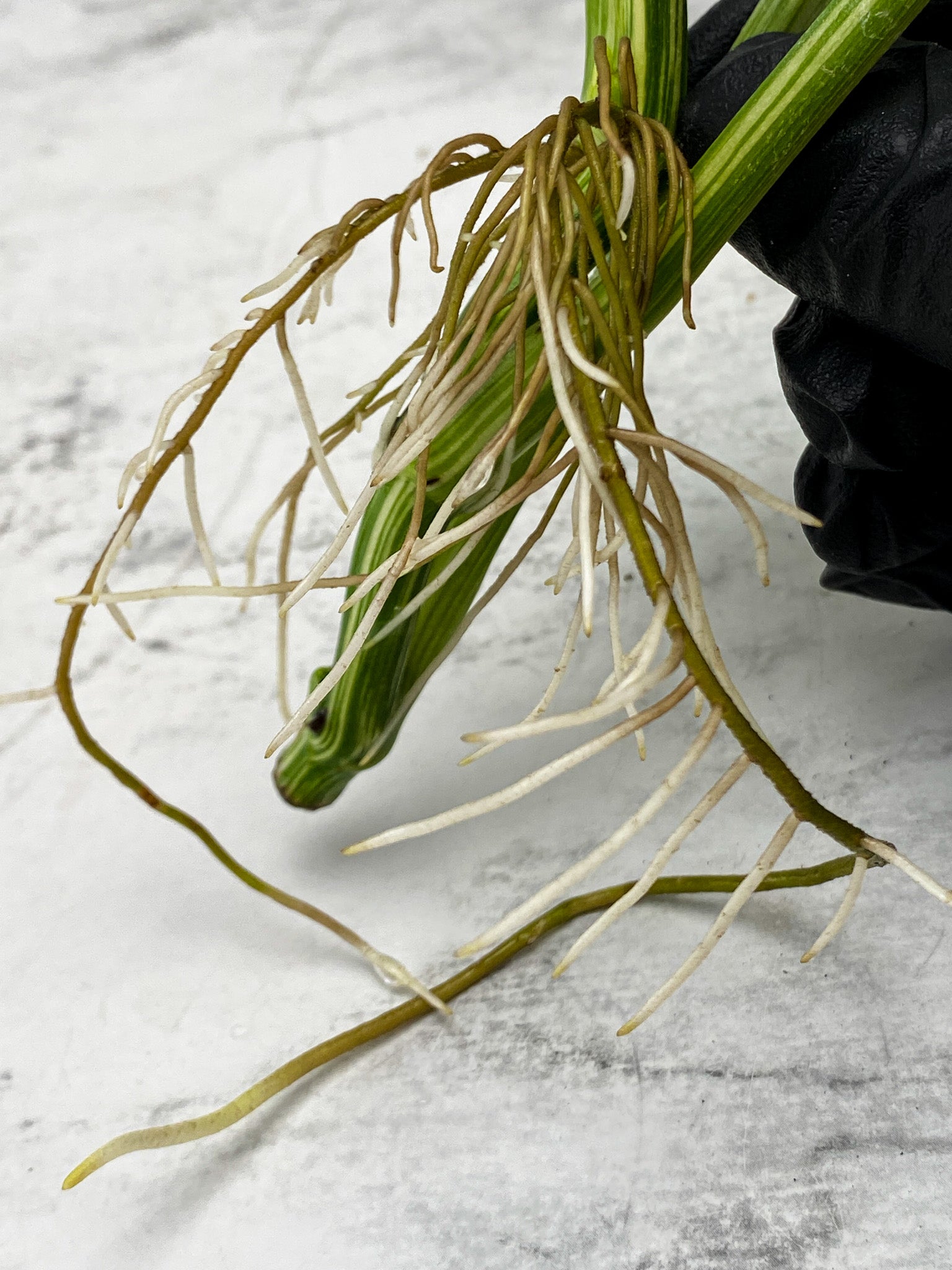 Monstera Lechleriana Variegated 3 leaves 1 sprout