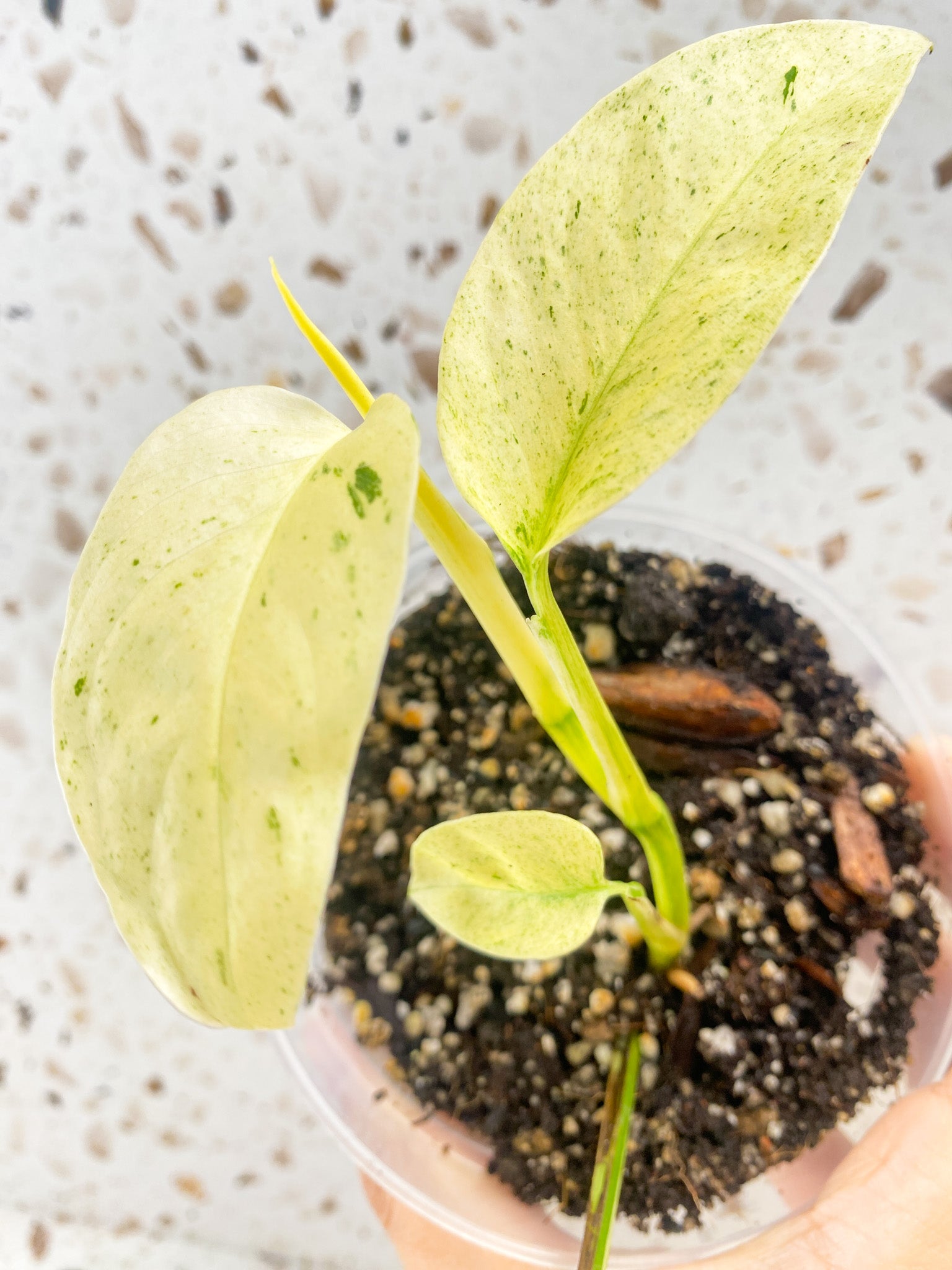 Monstera Laniata Variegated 4 leaves highly variegated