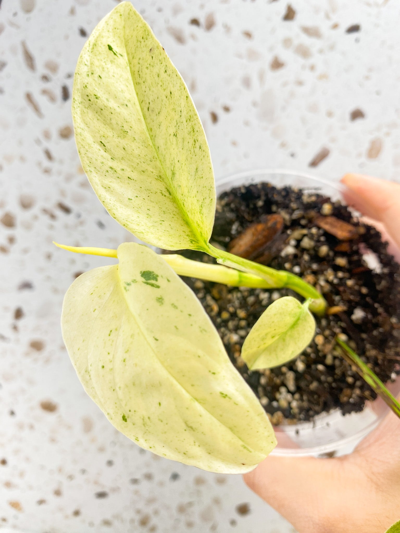 Monstera Laniata Variegated 4 leaves highly variegated