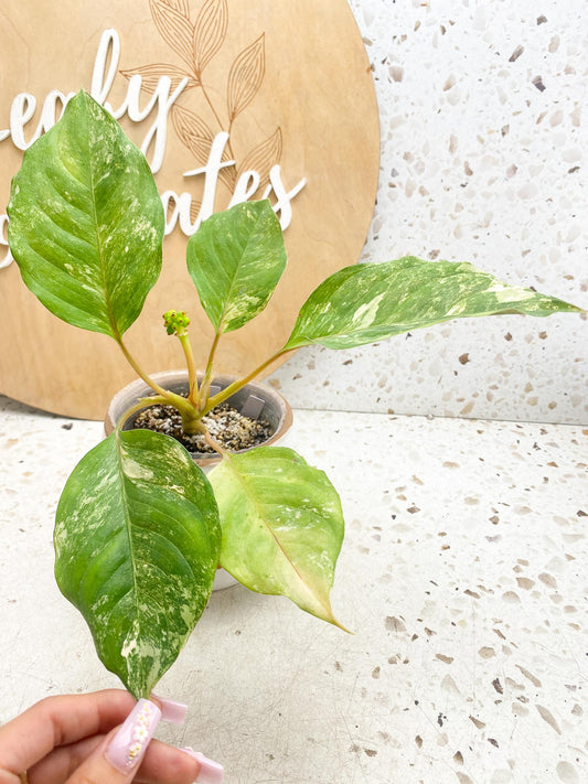 Aglaonema Khan Mark Variegated 5 Leaves 6 Nodes 1 Sprout Slightly Rooted