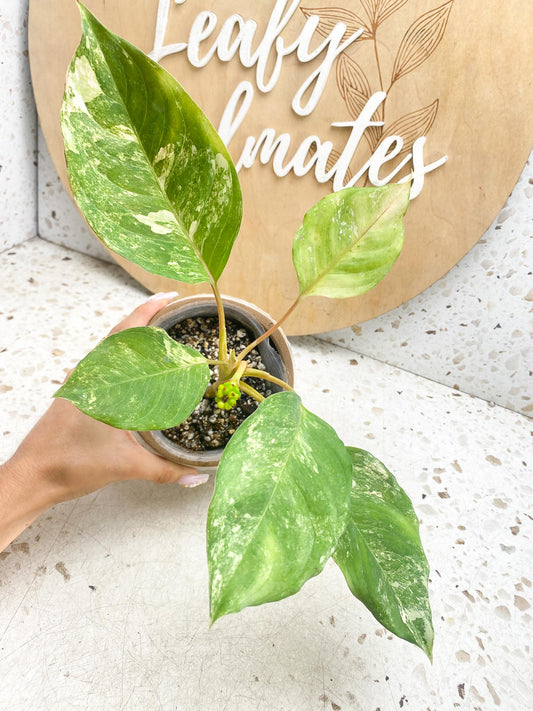 Aglaonema Khan Mark Variegated 5 Leaves 6 Nodes 1 Sprout Slightly Rooted