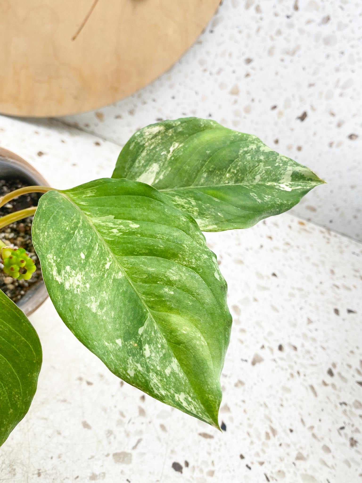 Aglaonema Khan Mark Variegated 5 Leaves 6 Nodes 1 Sprout Slightly Rooted