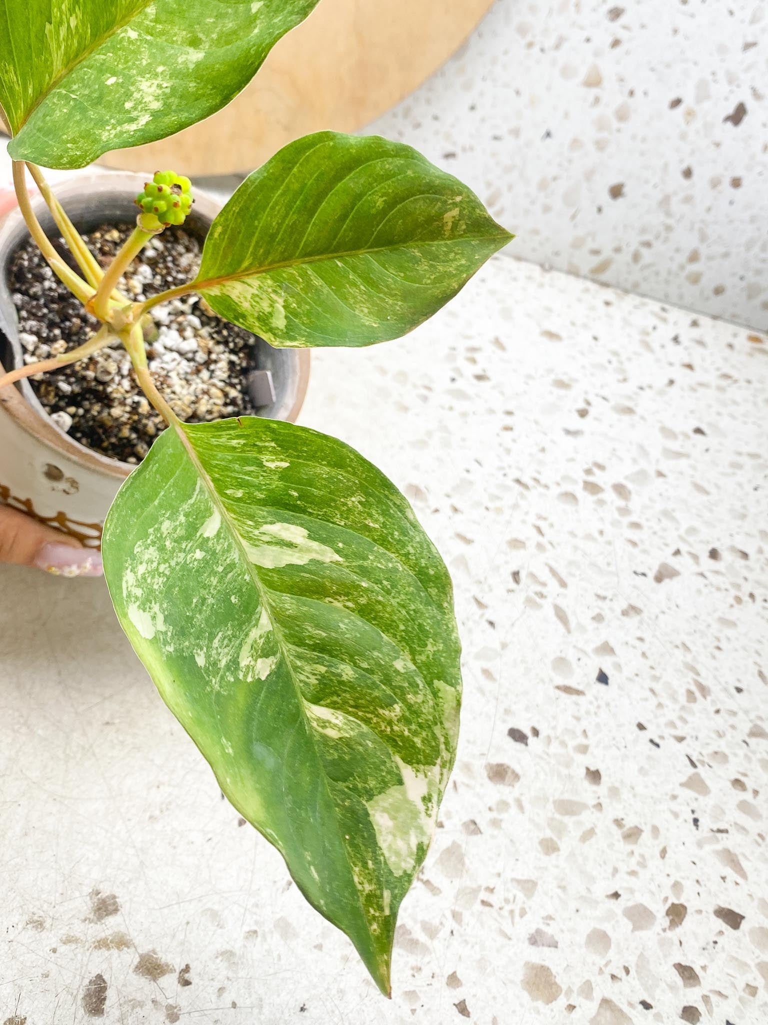 Aglaonema Khan Mark Variegated 5 Leaves 6 Nodes 1 Sprout Slightly Rooted