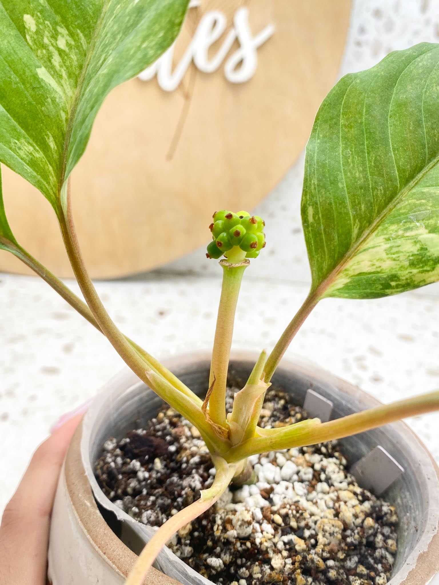 Aglaonema Khan Mark Variegated 5 Leaves 6 Nodes 1 Sprout Slightly Rooted