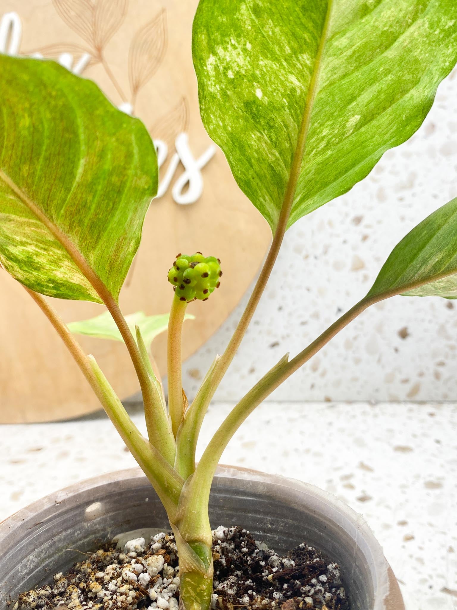 Aglaonema Khan Mark Variegated 5 Leaves 6 Nodes 1 Sprout Slightly Rooted