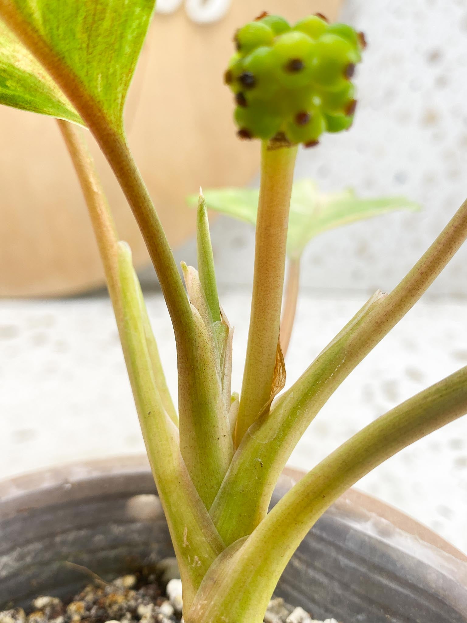 Aglaonema Khan Mark Variegated 5 Leaves 6 Nodes 1 Sprout Slightly Rooted