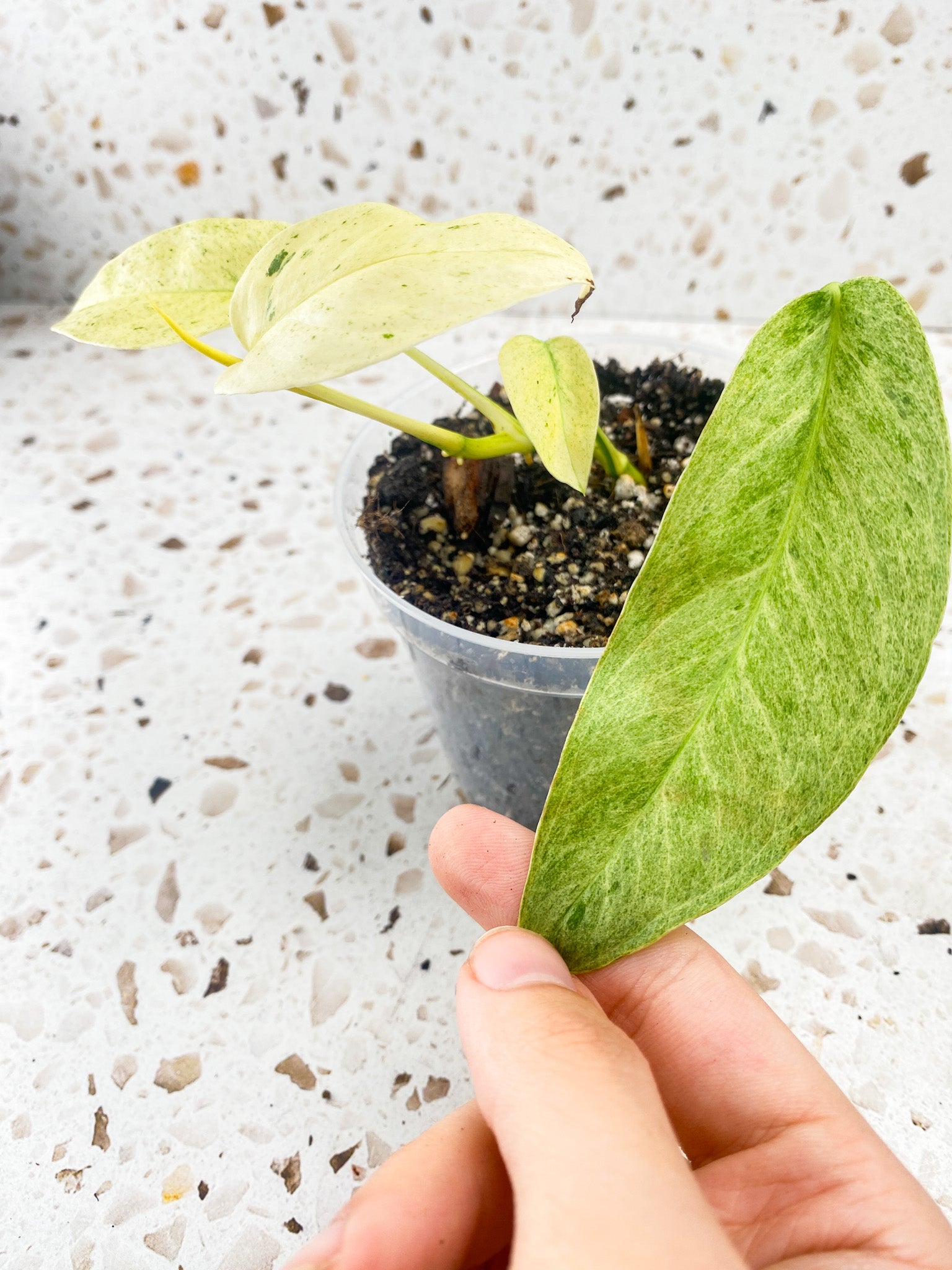 Monstera Laniata Variegated 4 leaves highly variegated