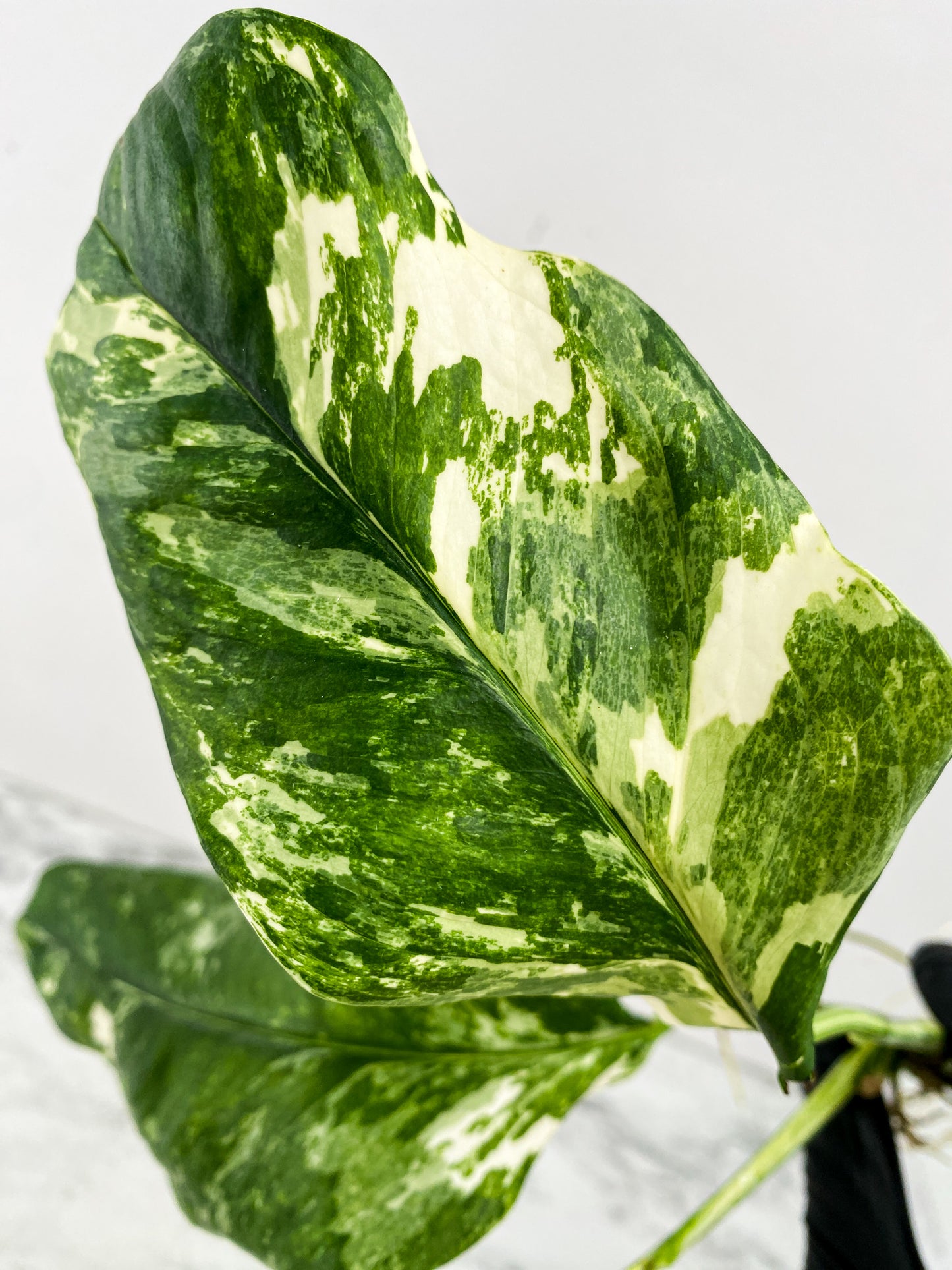 Monstera Lechleriana Variegated 3 leaves 1 sprout