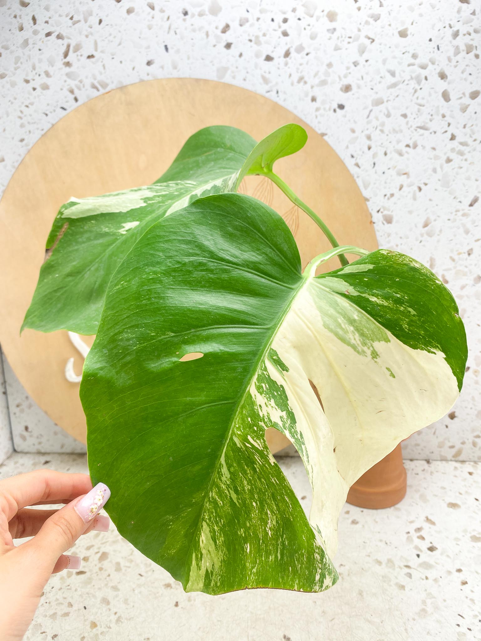 Monstera albo Japanese White Tiger 2 Leaves  2 Nodes  Variegated  Slightly Rooted