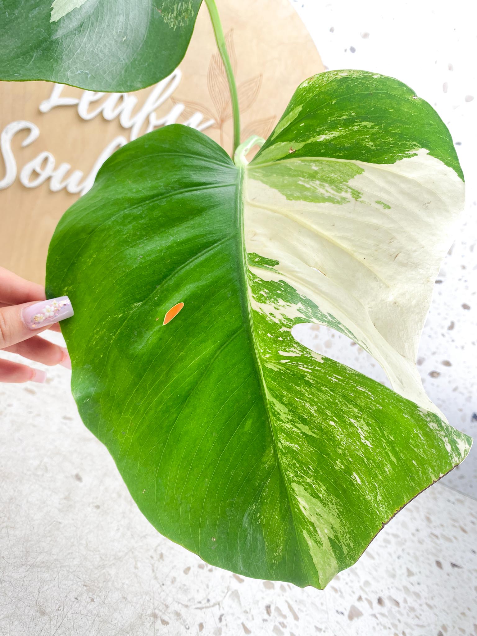 Monstera albo Japanese White Tiger 2 Leaves  2 Nodes  Variegated  Slightly Rooted