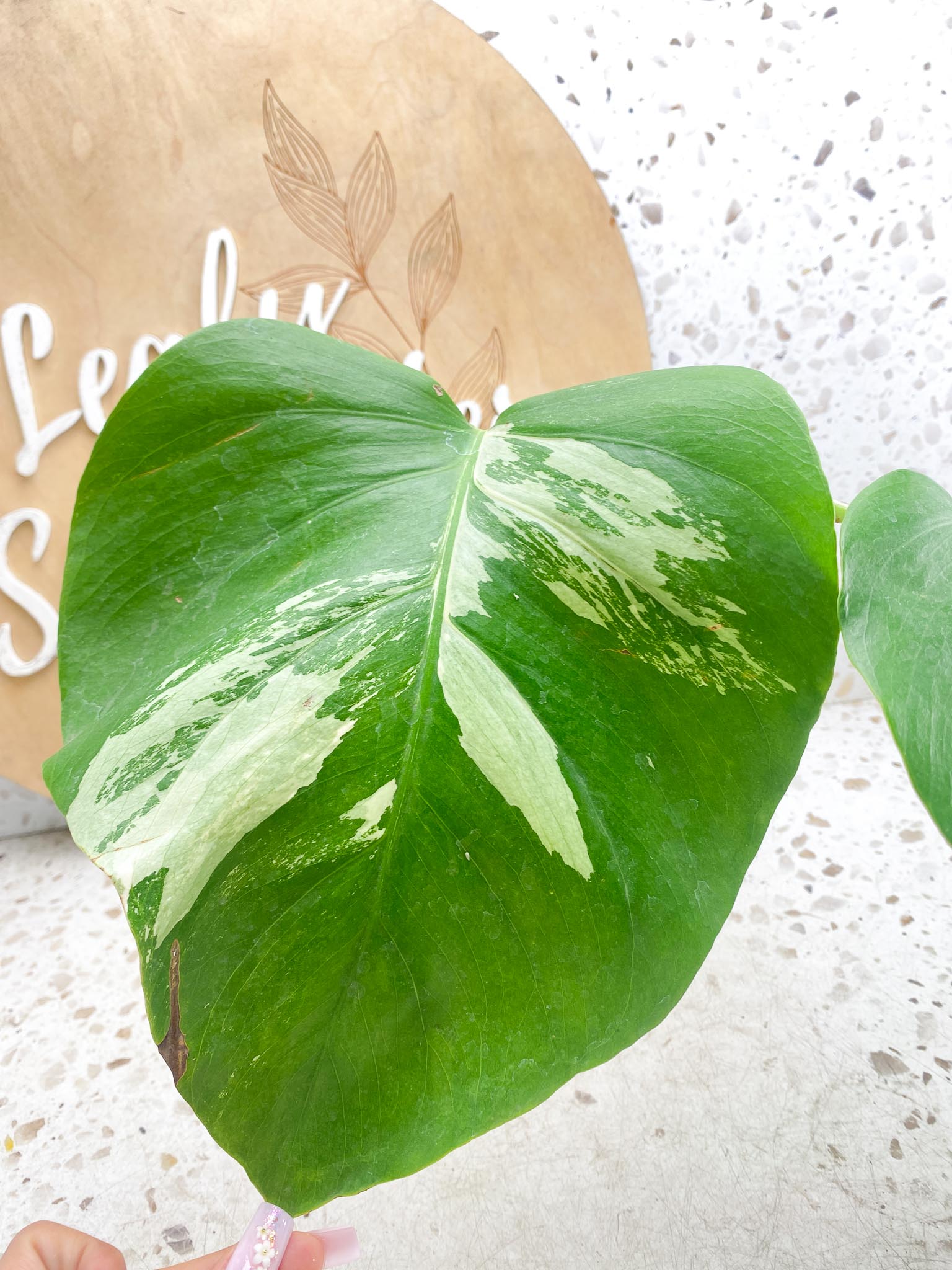 Monstera albo Japanese White Tiger 2 Leaves  2 Nodes  Variegated  Slightly Rooted