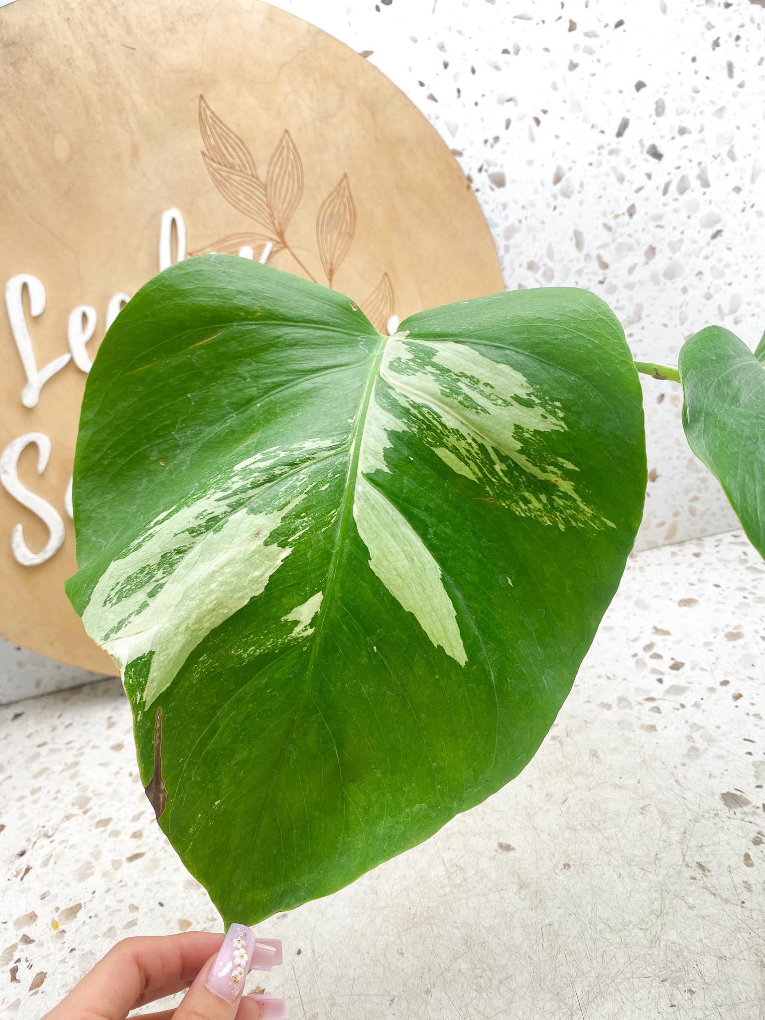 Monstera albo Japanese White Tiger 2 Leaves  2 Nodes  Variegated  Slightly Rooted