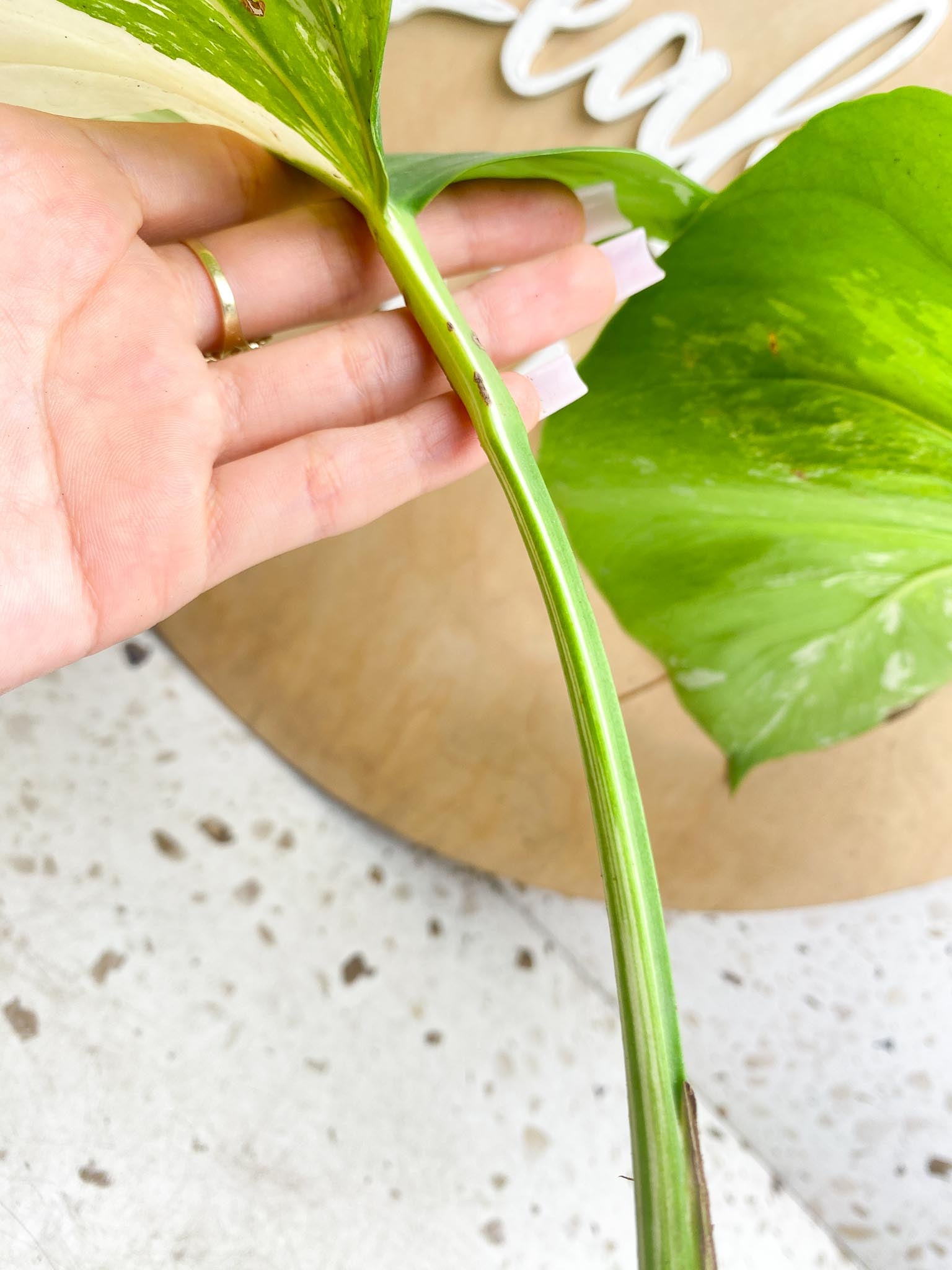 Monstera albo Japanese White Tiger 2 Leaves  2 Nodes  Variegated  Slightly Rooted