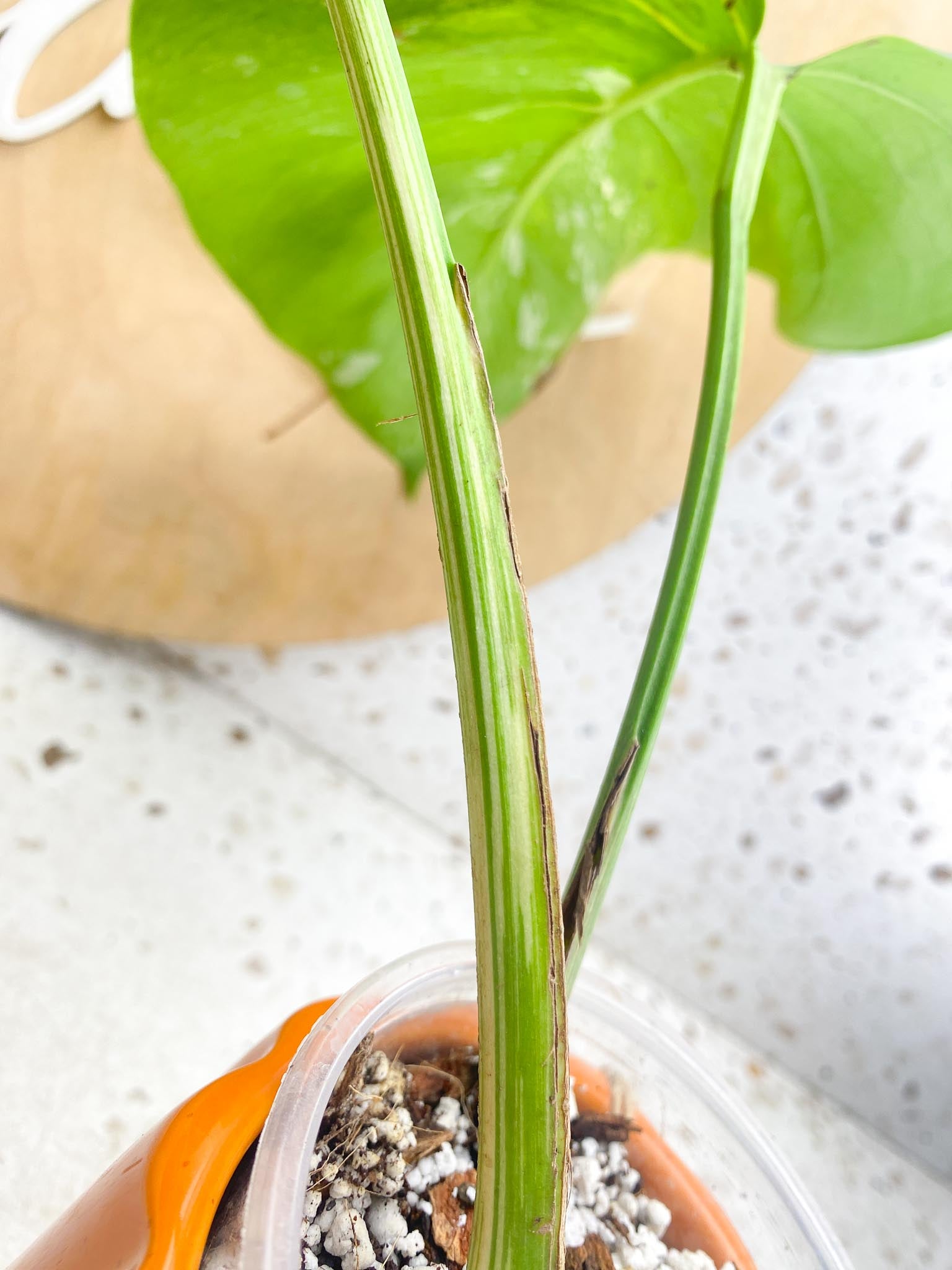 Monstera albo Japanese White Tiger 2 Leaves  2 Nodes  Variegated  Slightly Rooted