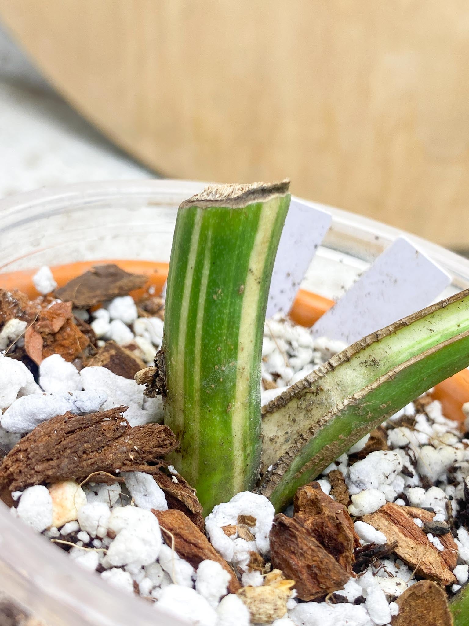 Monstera albo Japanese White Tiger 2 Leaves  2 Nodes  Variegated  Slightly Rooted