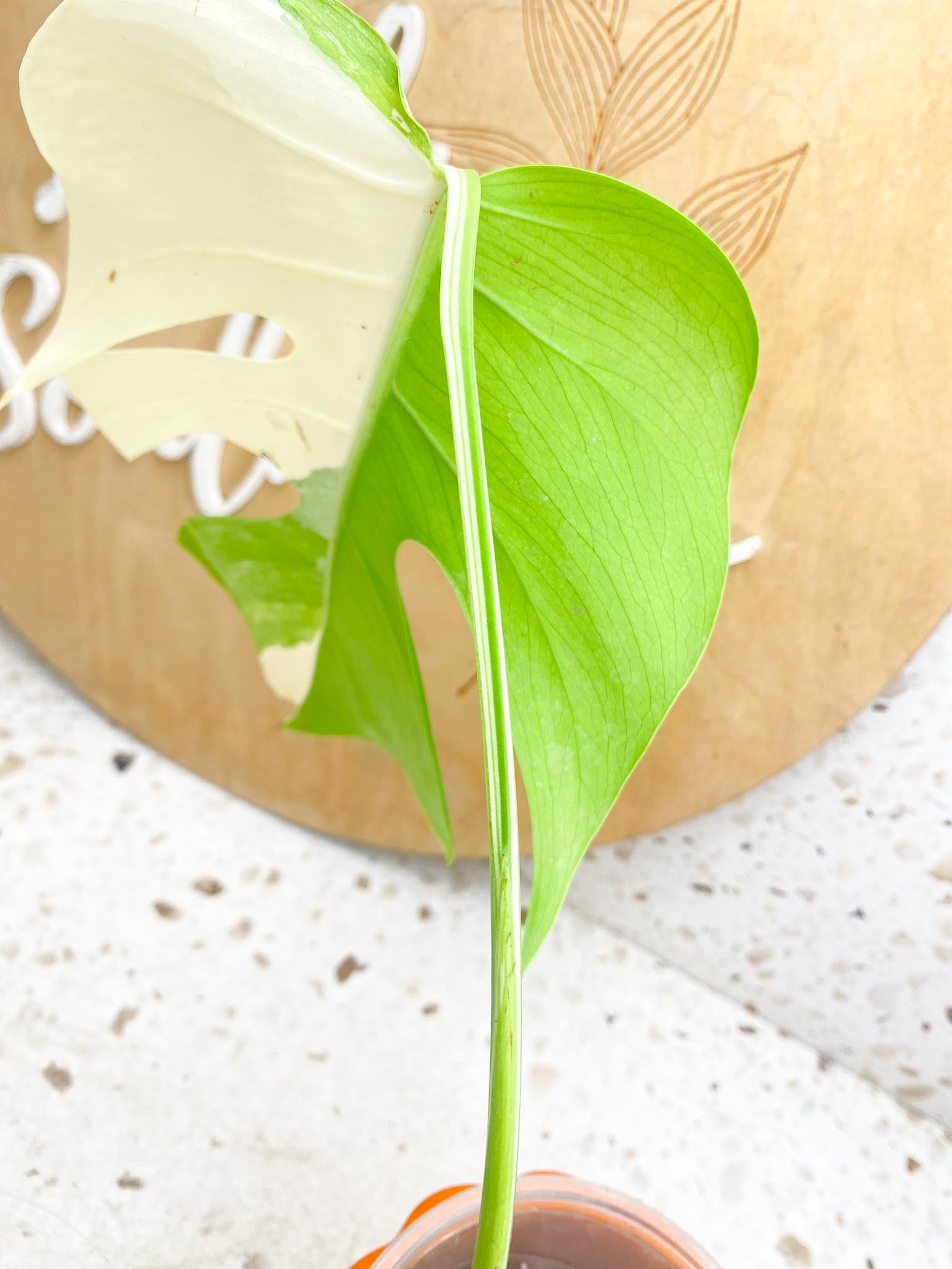 Monstera albo Japanese White Tiger 2 Leaves  2 Nodes  Variegated Slightly Rooted