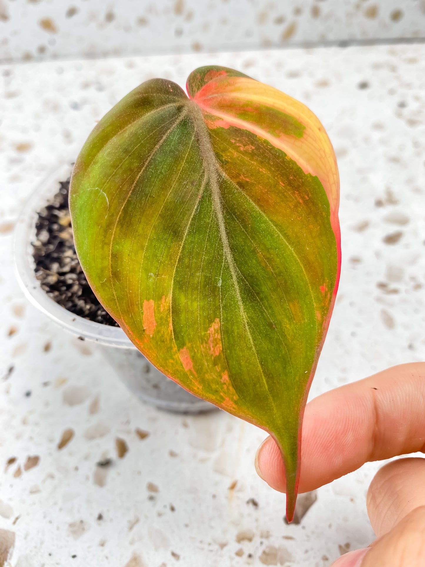 Philodendron Micans Variegated (Pink Hue) 1 leaf 1 unfurling