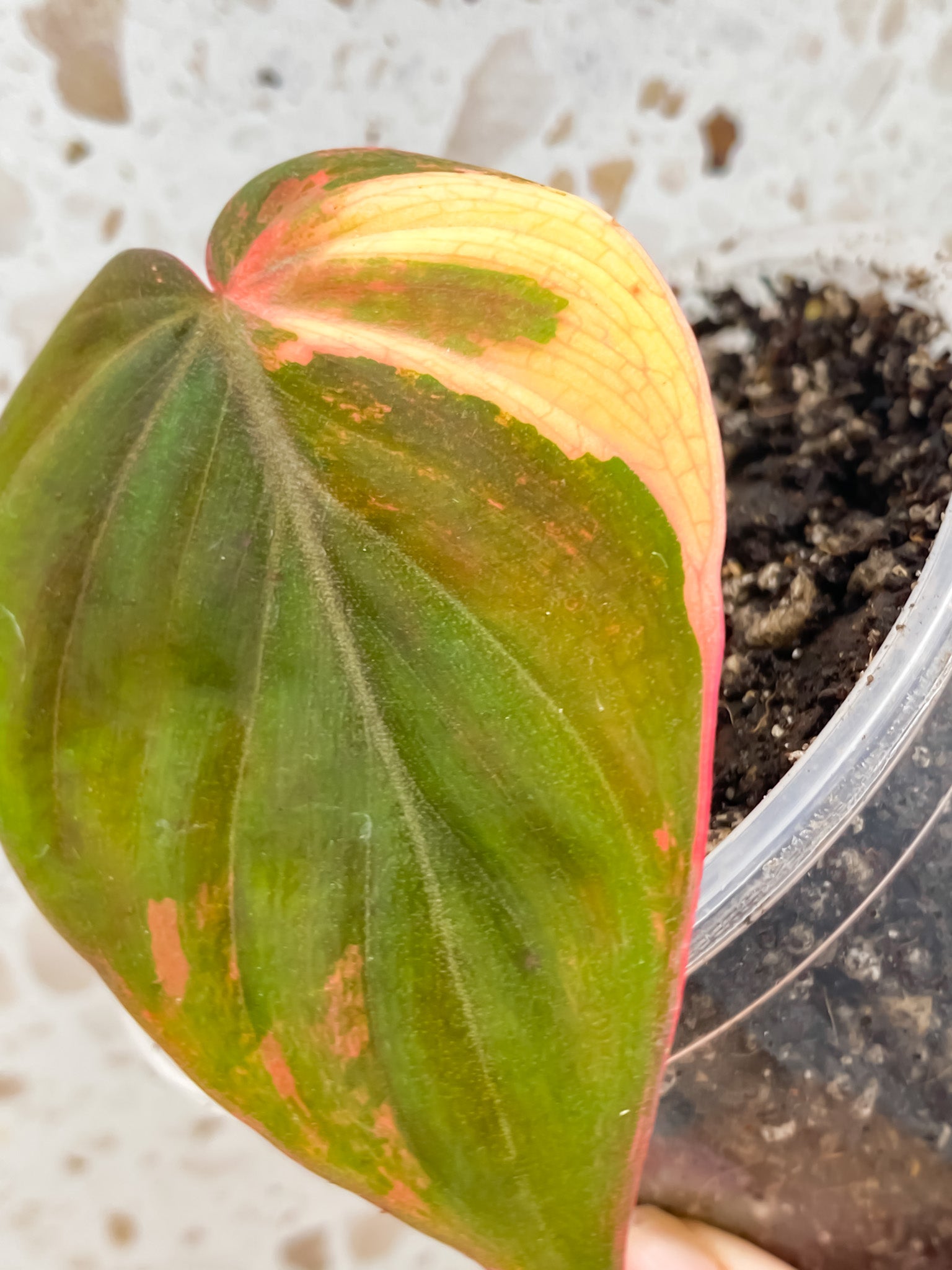 Philodendron Micans Variegated (Pink Hue) 1 leaf 1 unfurling