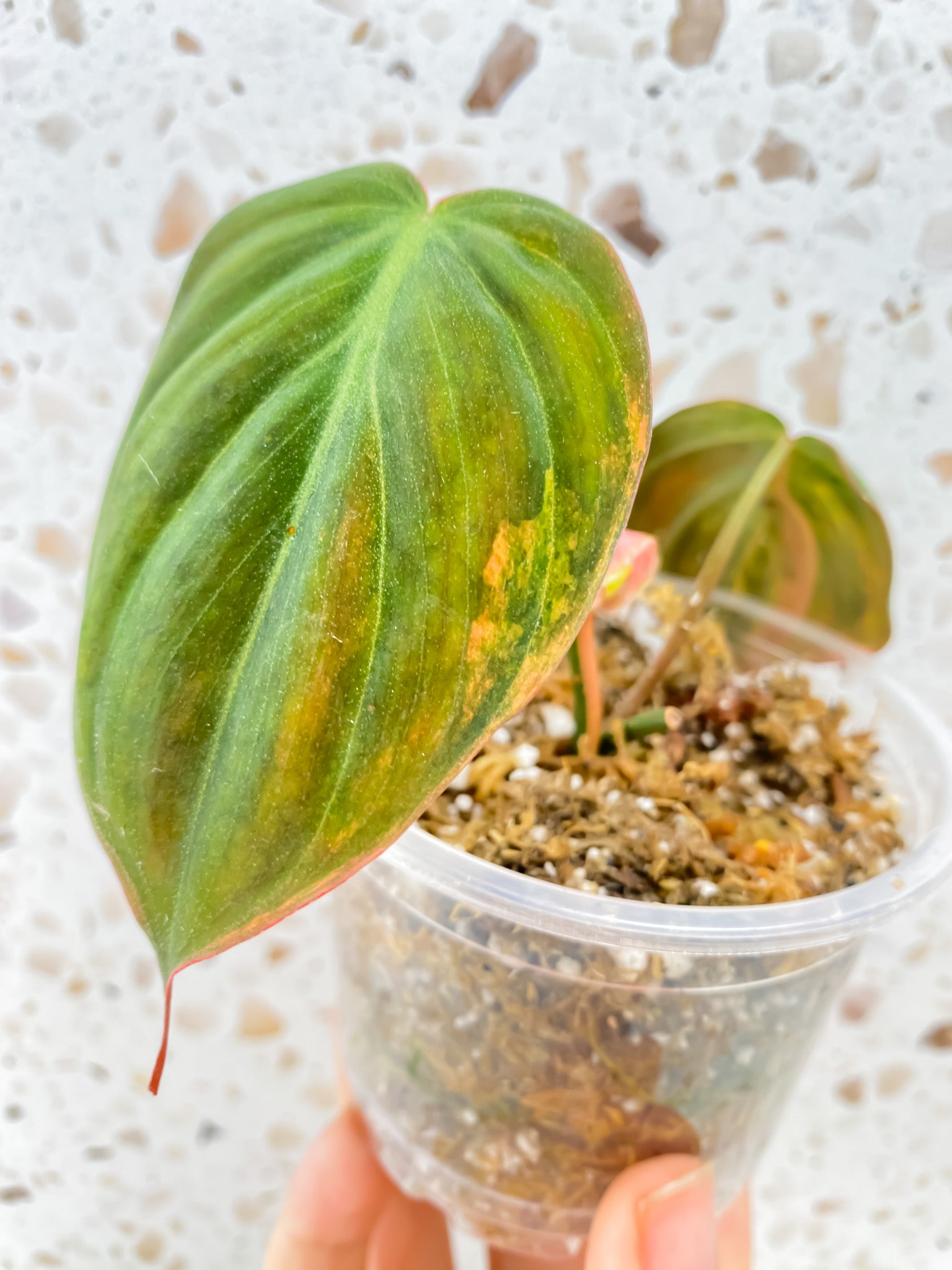 Philodendron Micans Variegated 2 leaves 1 sprout