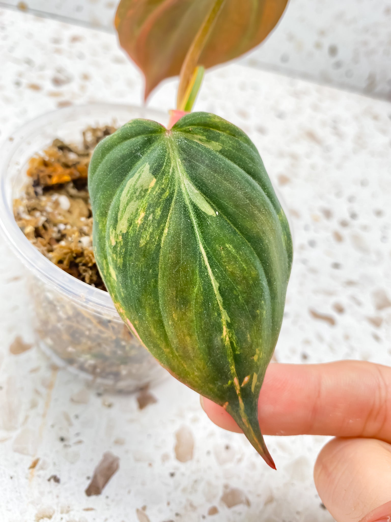 Philodendron Micans Variegated 2 leaves 1 sprout