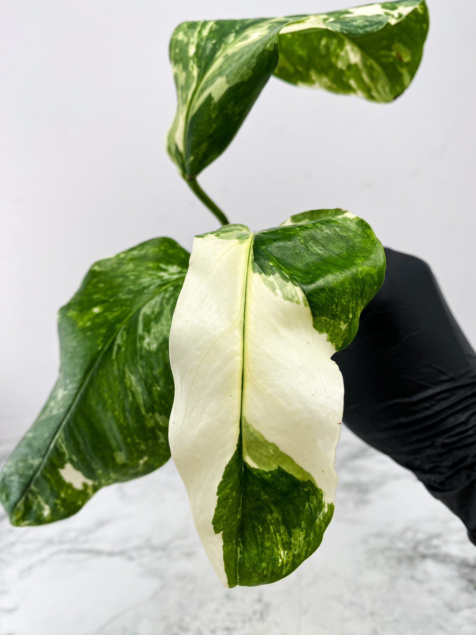 Monstera Lechleriana Variegated 3 leaves 1 sprout