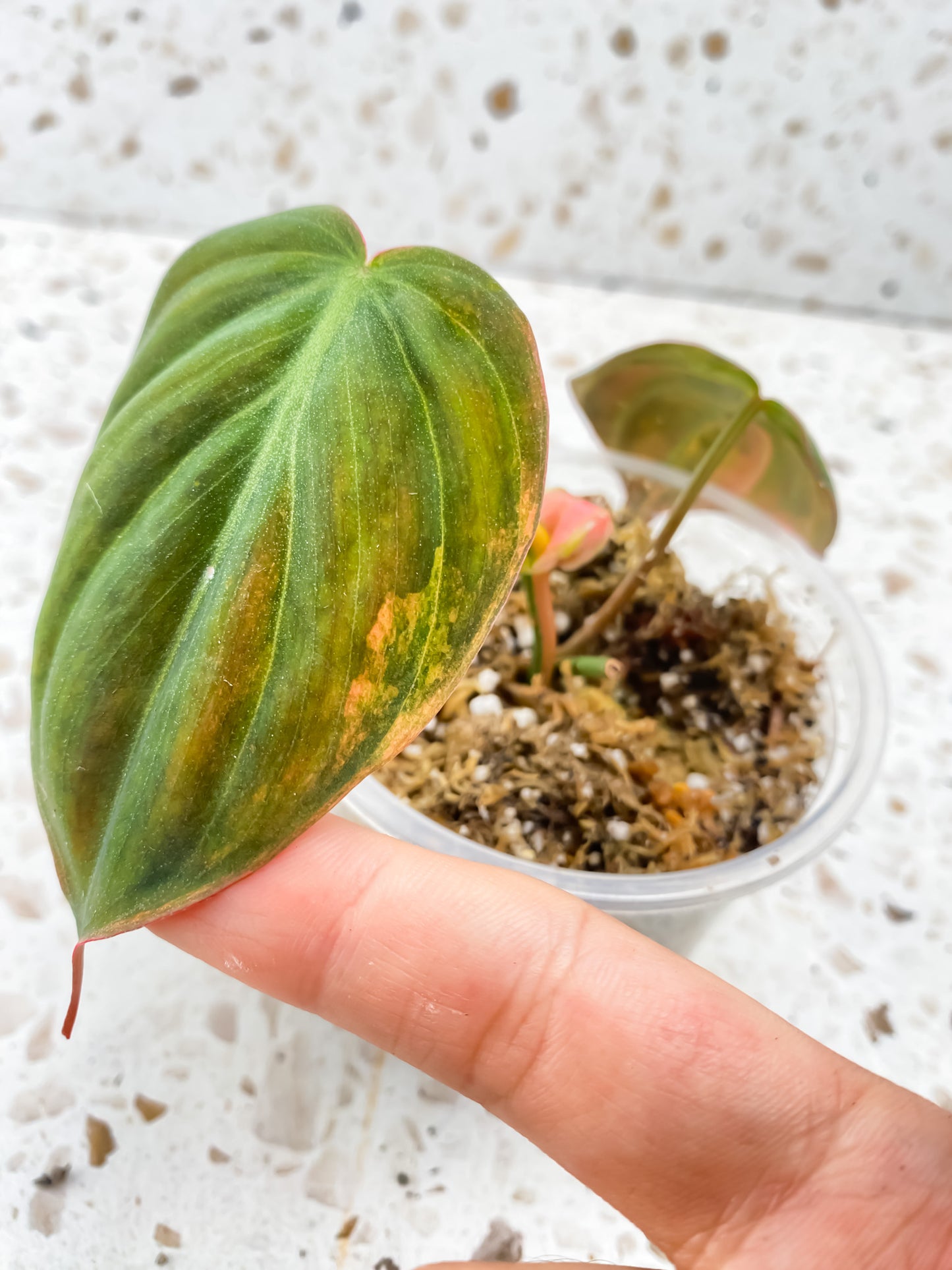 Philodendron Micans Variegated 2 leaves 1 sprout