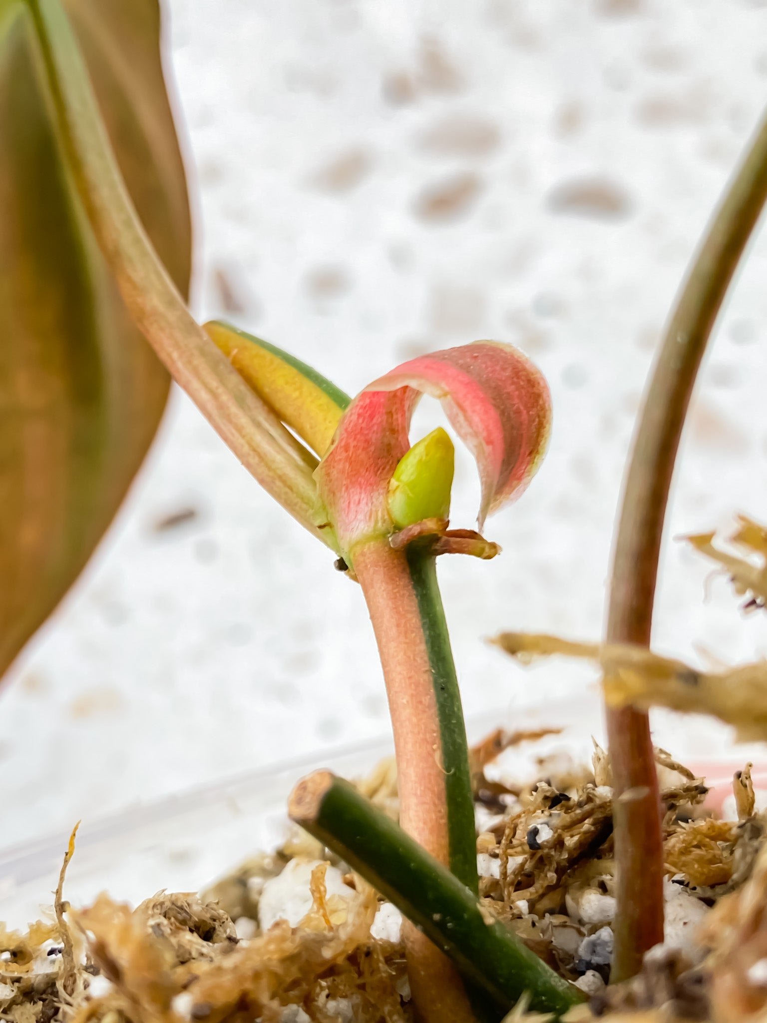 Philodendron Micans Variegated 2 leaves 1 sprout