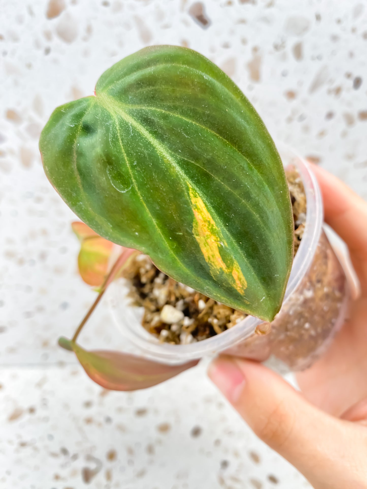 Philodendron Micans Variegated 3 leaves 1 sprout