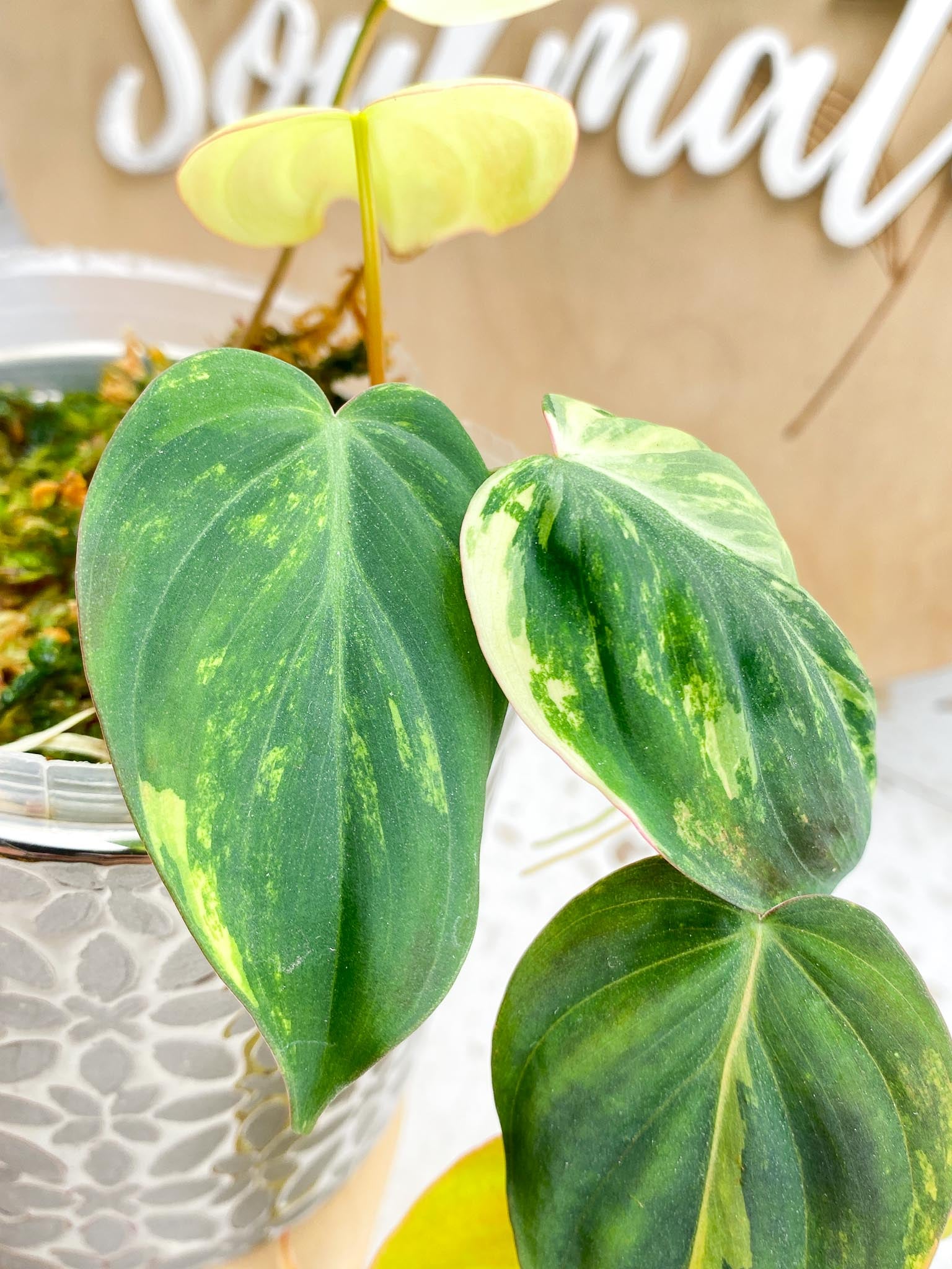 Philodendron Micans Variegated multiple leaves Mother plant stock