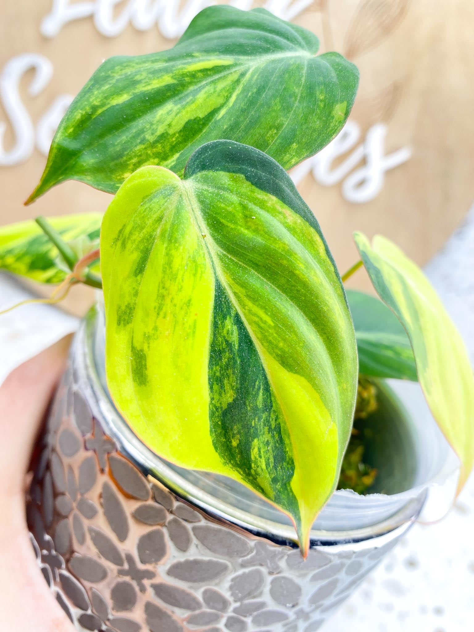 Philodendron Micans Variegated multiple leaves Highly Variegated