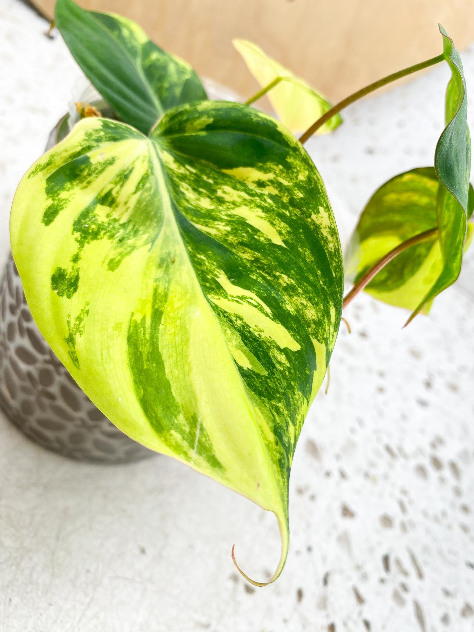 Philodendron Micans Variegated multiple leaves Highly Variegated