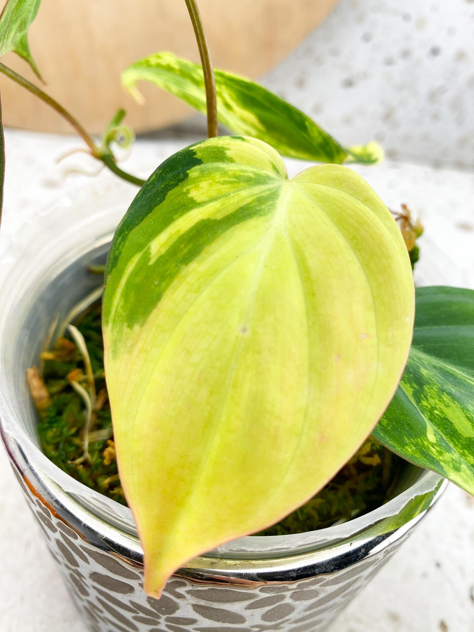 Philodendron Micans Variegated multiple leaves Highly Variegated