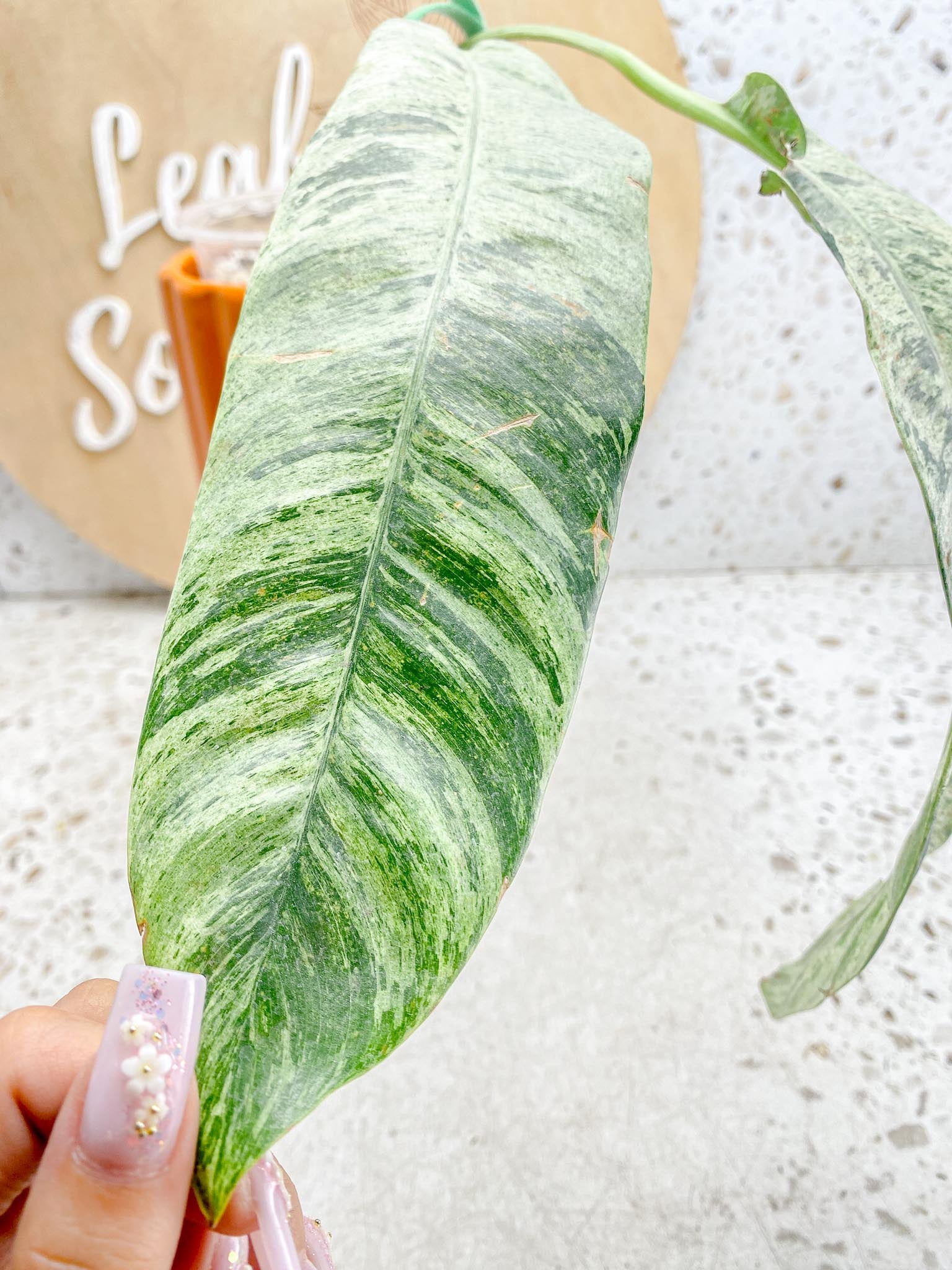 Epipremnum Giganteum Variegated 1-2 leaf plant Multiple Options