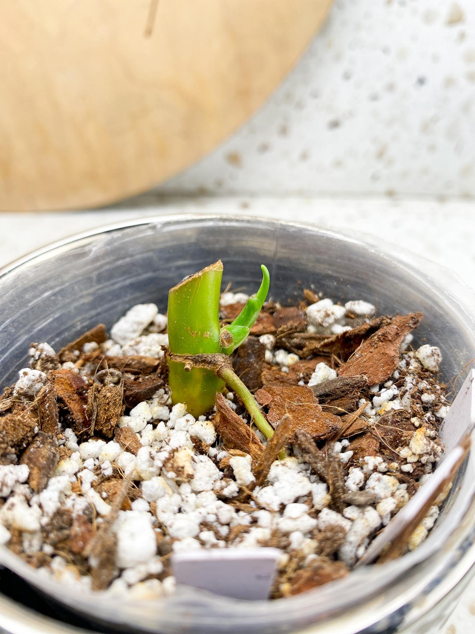 Syngonium Chiapense Variegated 1 Node  1 Sprout Slightly Rooted