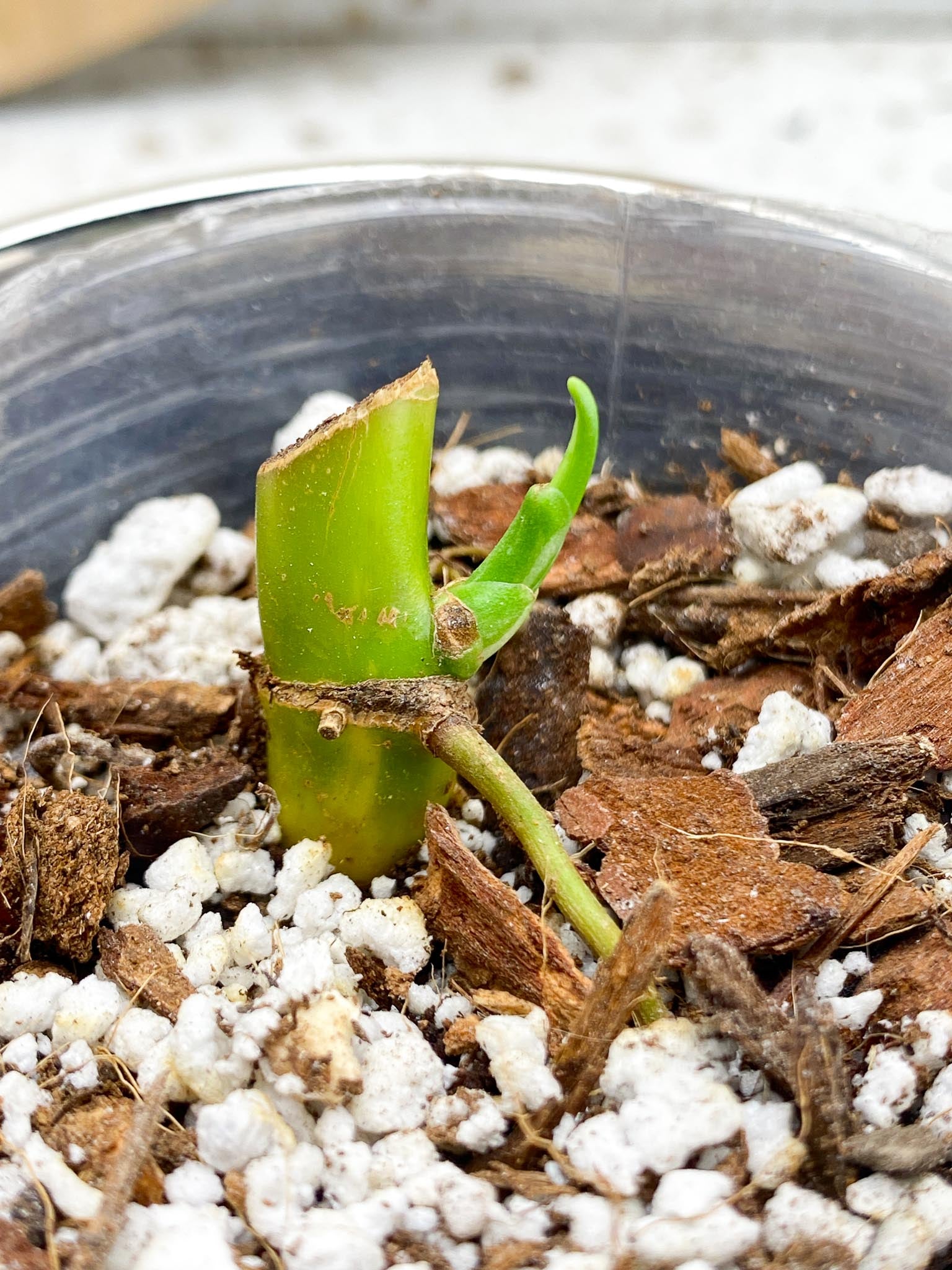 Syngonium Chiapense Variegated 1 Node  1 Sprout Slightly Rooted